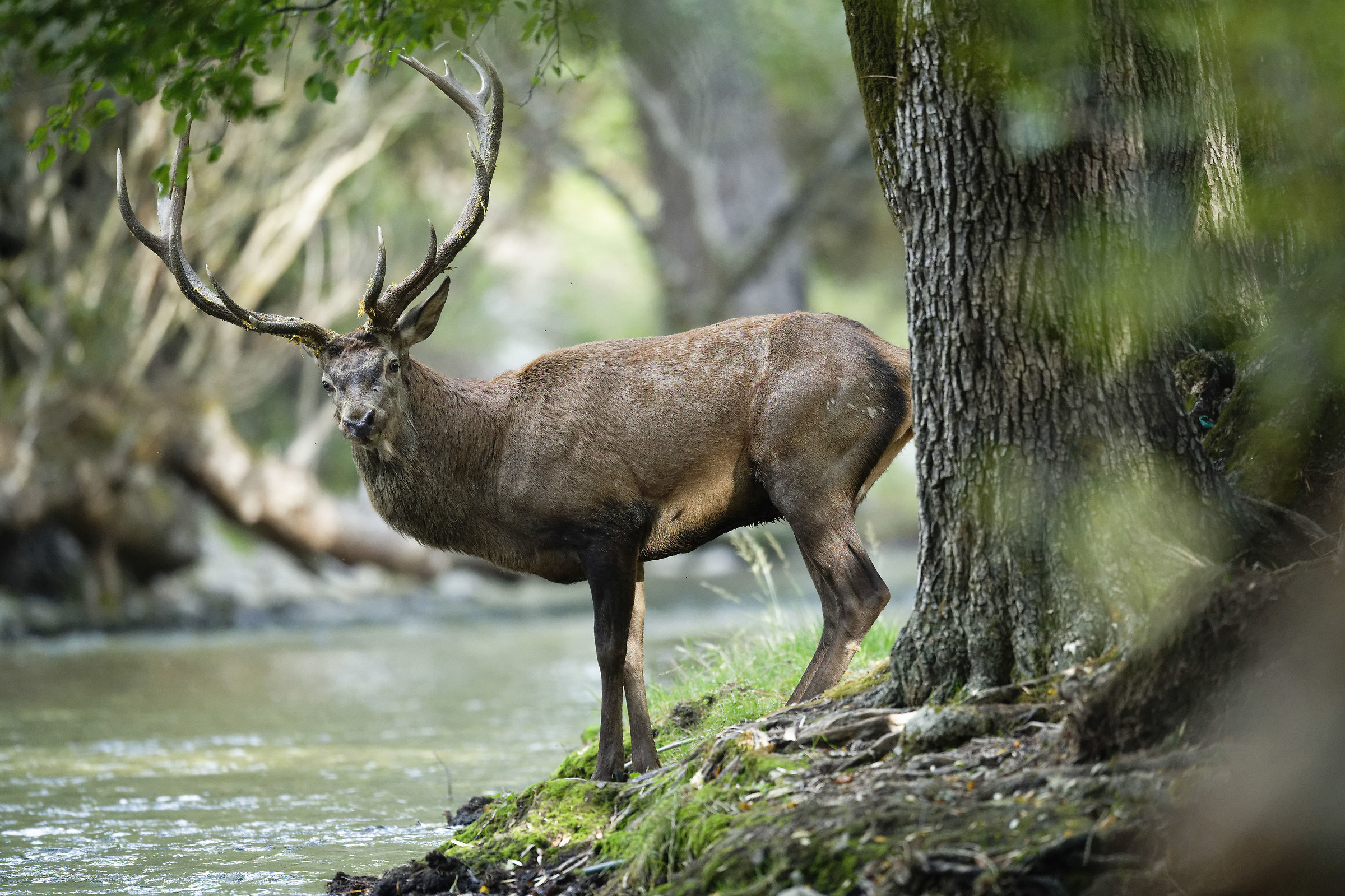 the king of the wood