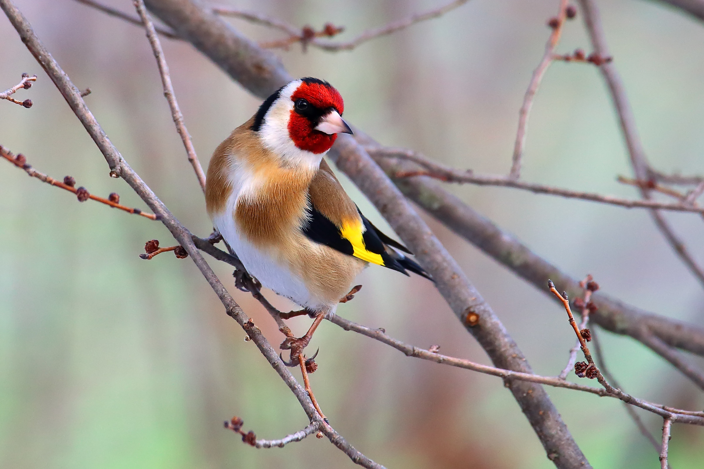 Goldfinch