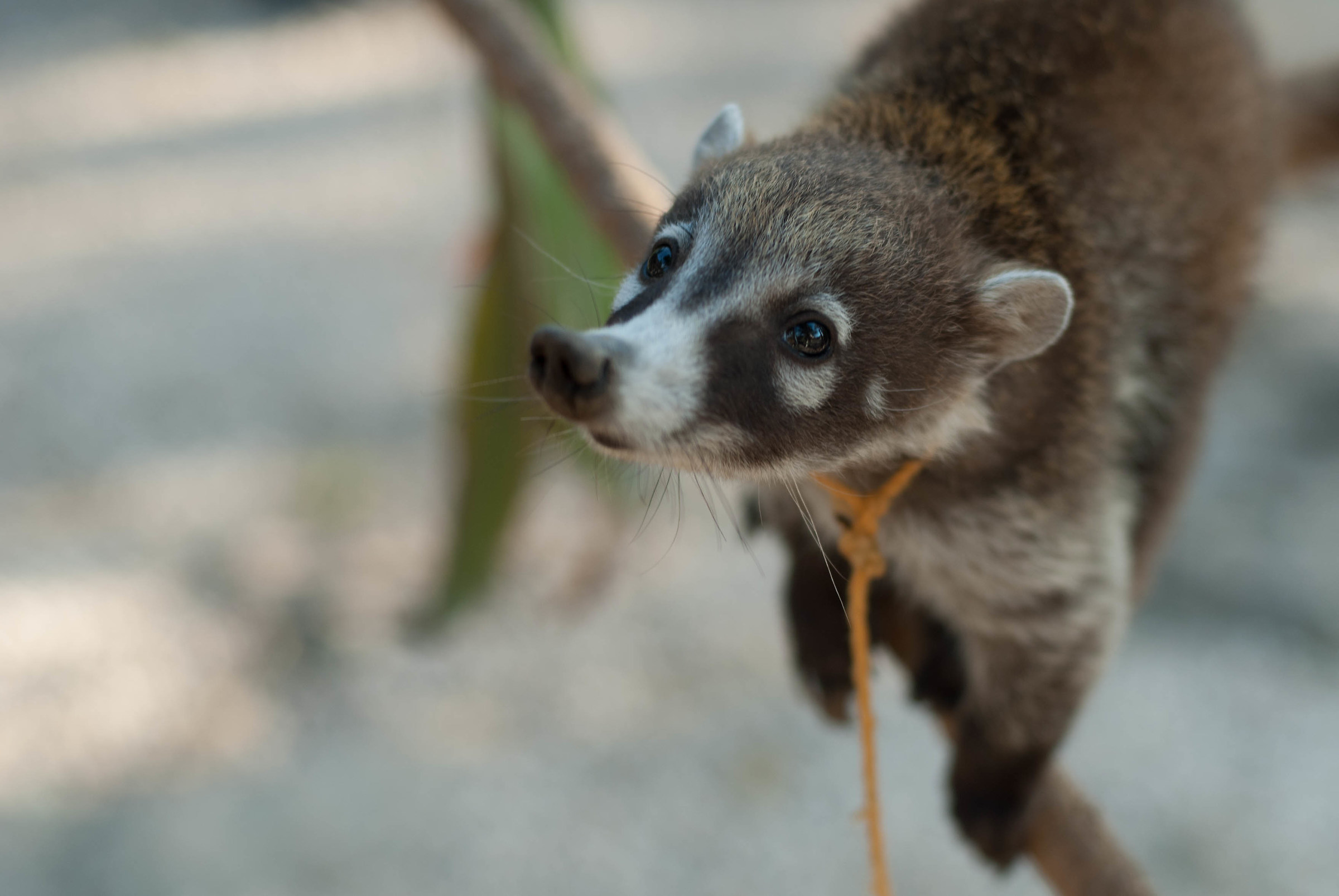 Cucciolo di coati