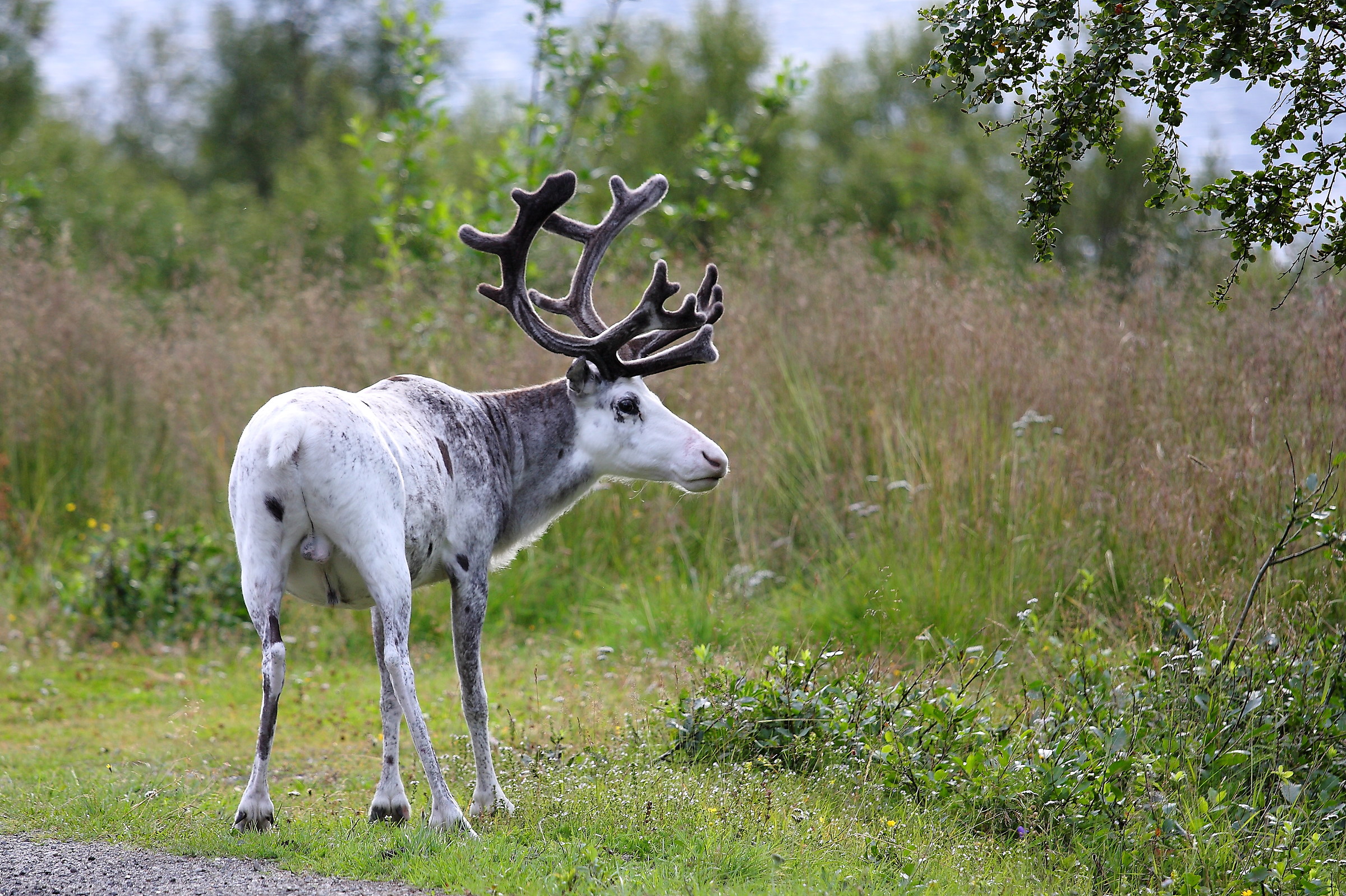 The white reindeer