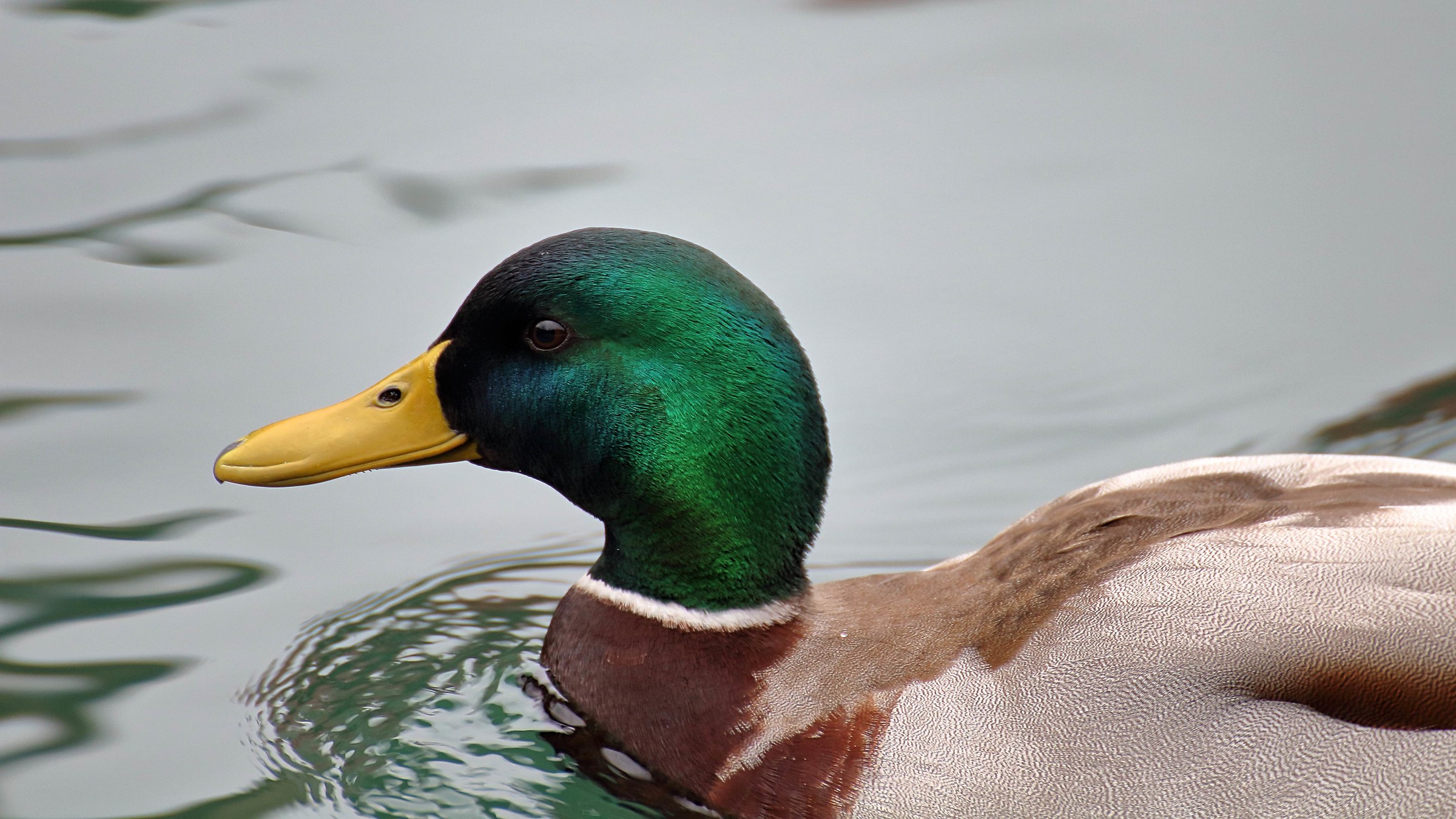Mallard