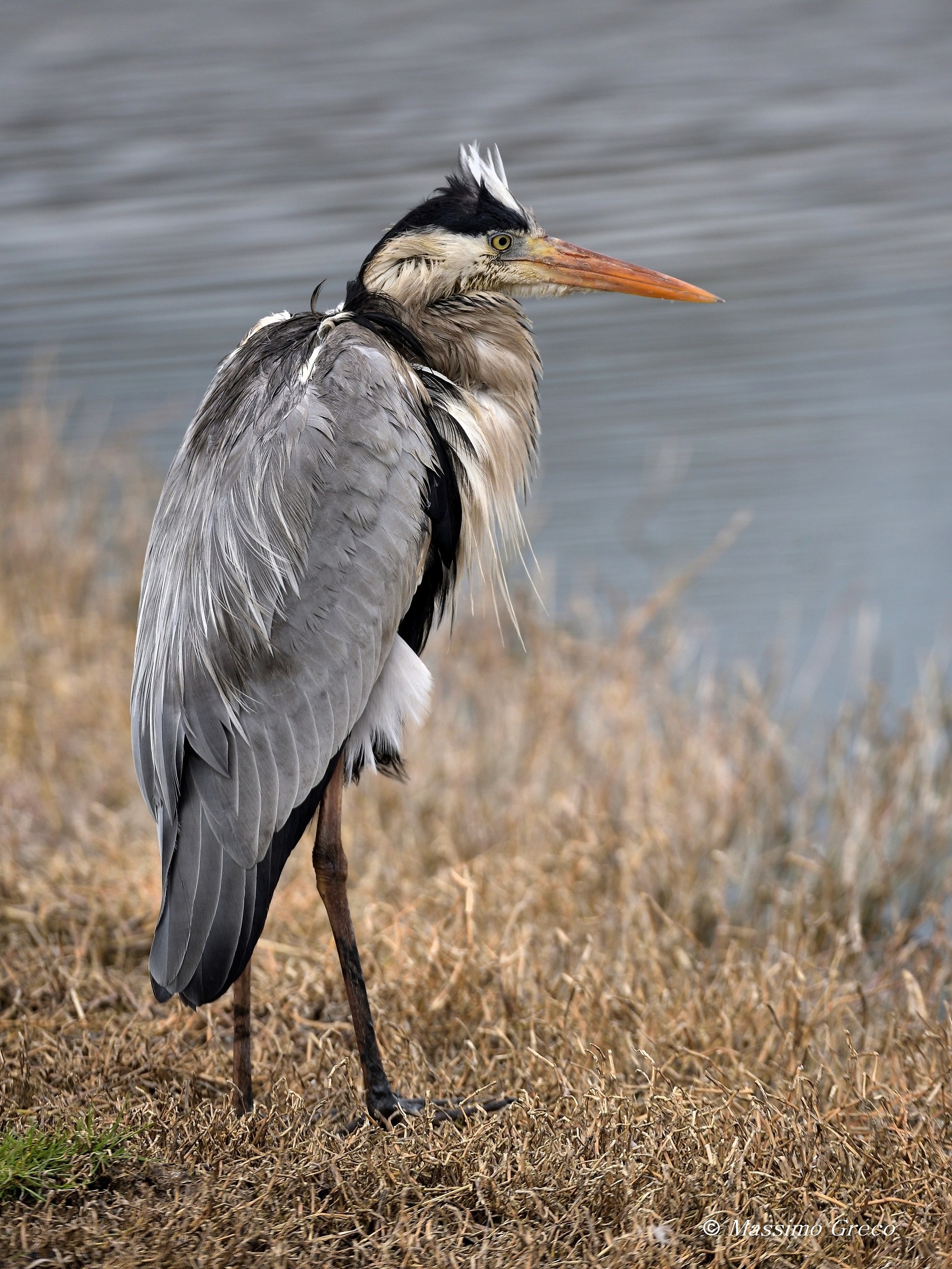 Gray heron