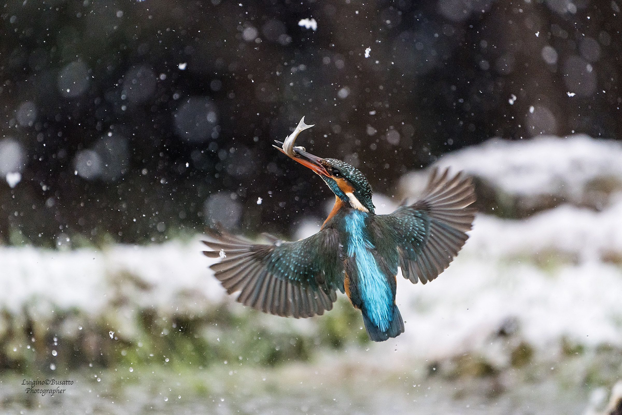 Martin Fishery with snow