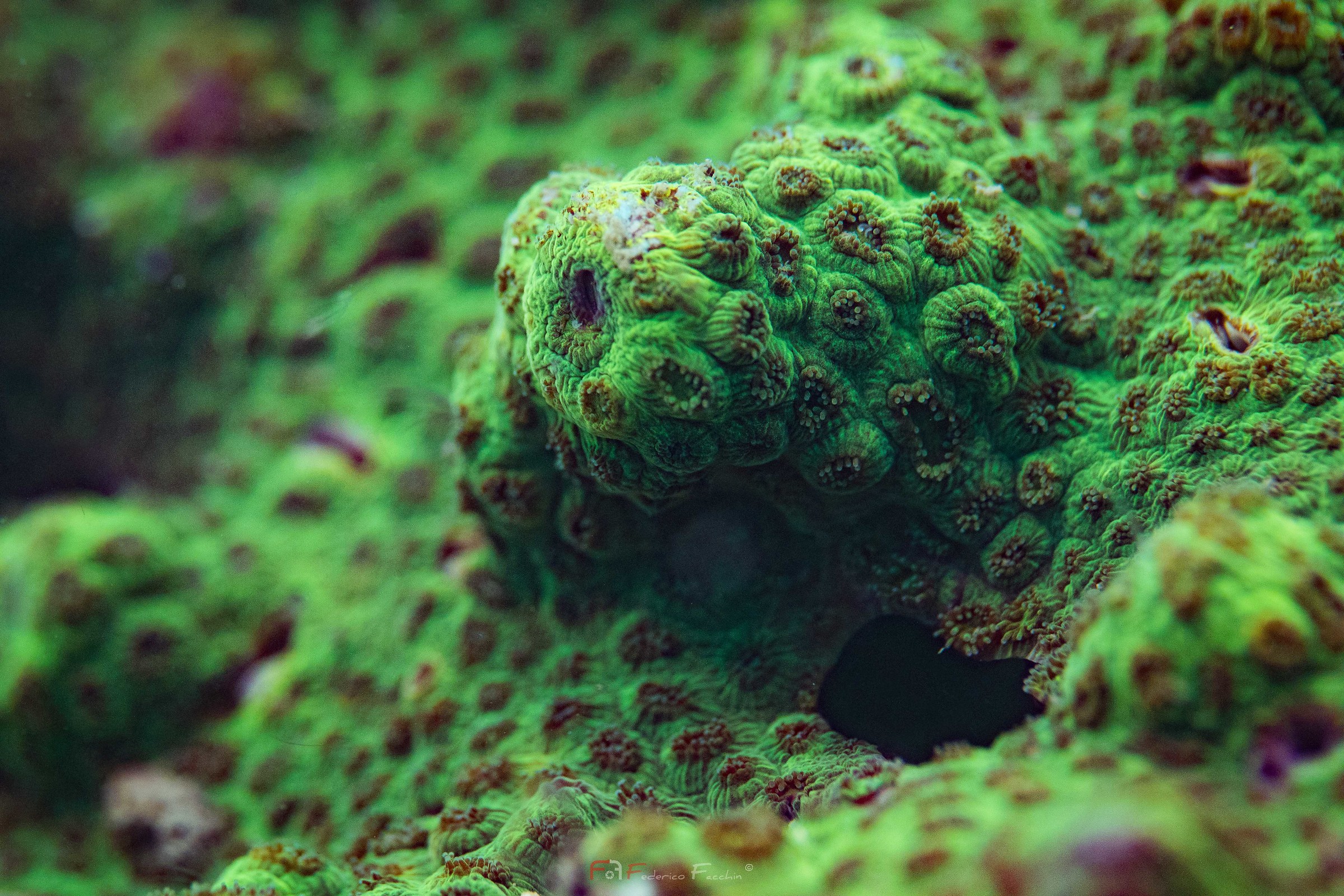 Green Coral