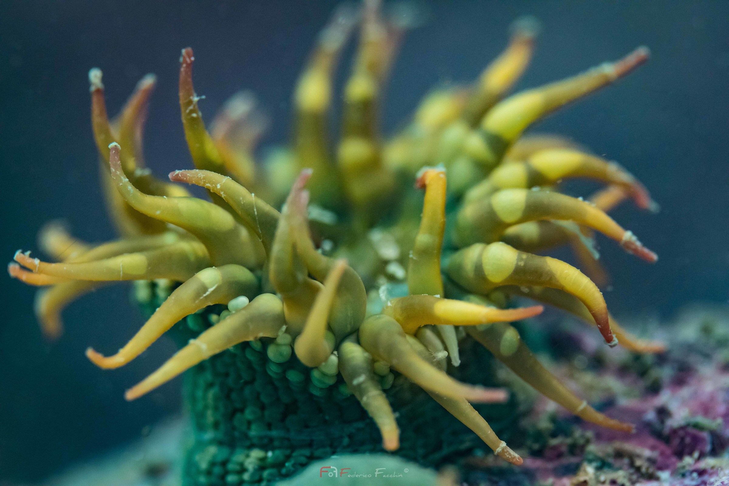 Fantastic creatures and where to find them