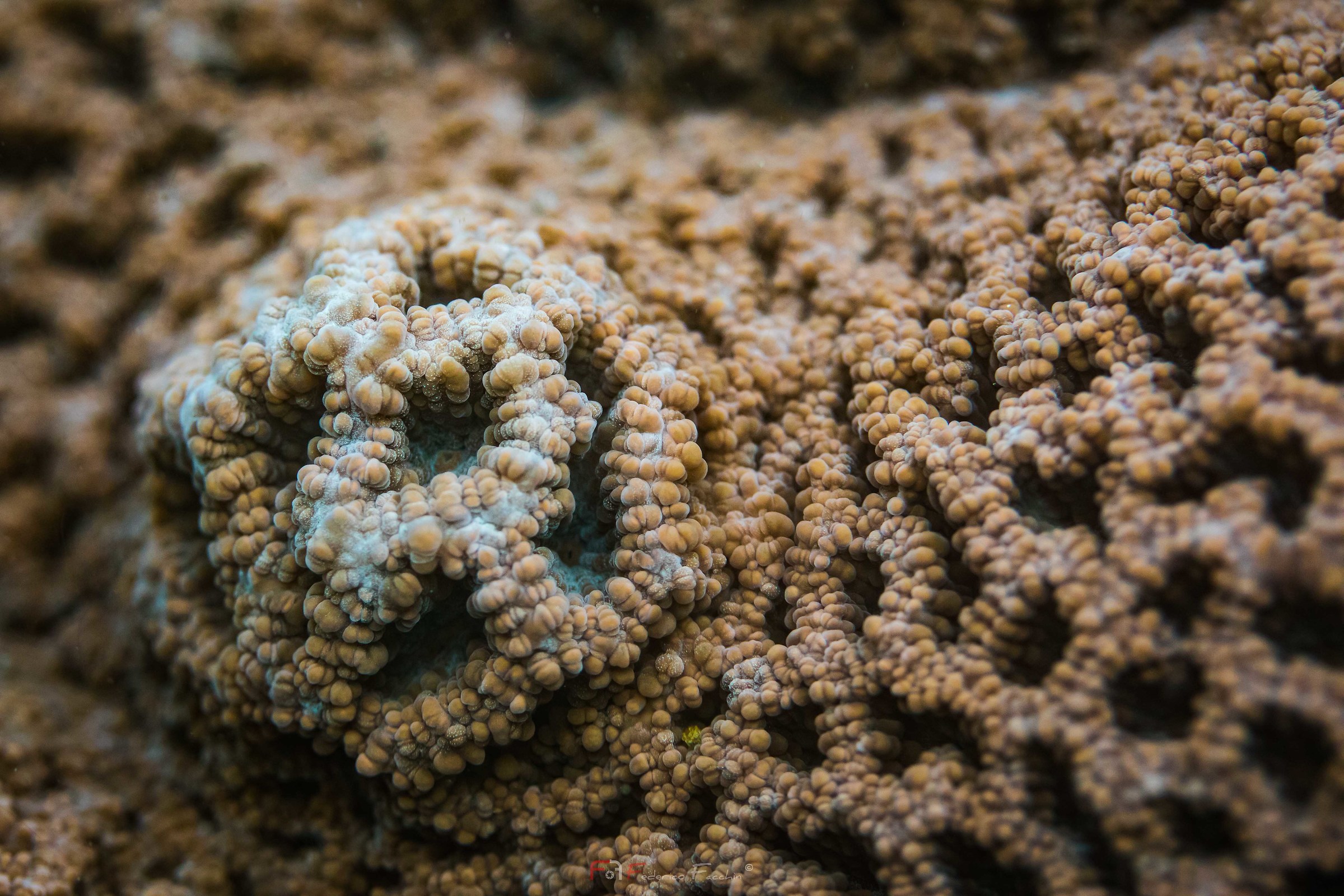 Coral - Acropora