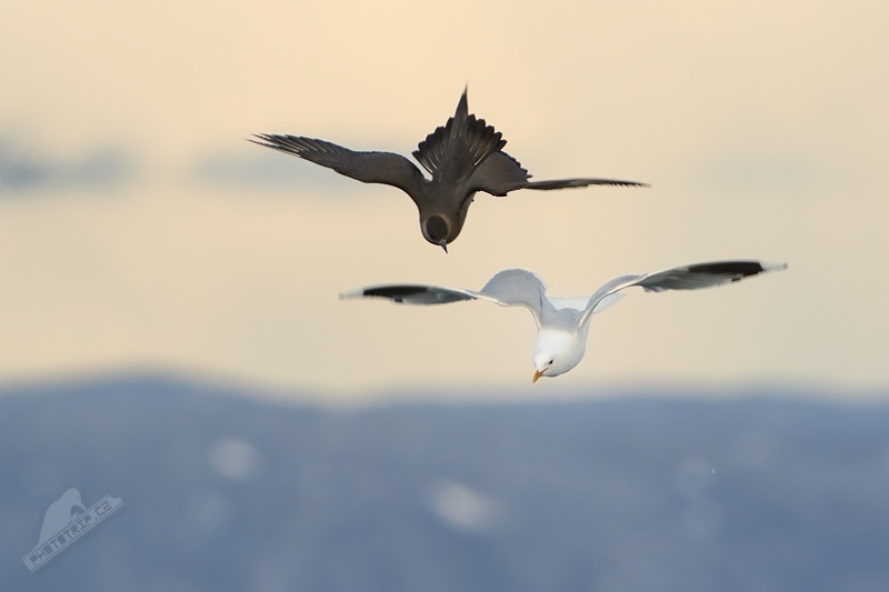 Bianco e Nero (Arctic Skua + Kittiwake)