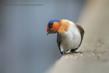 Hirundo neoxena
