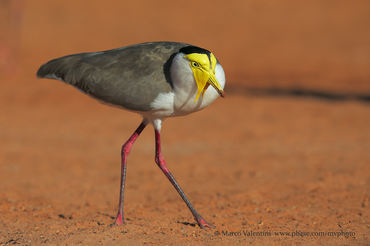 Vanellus miles