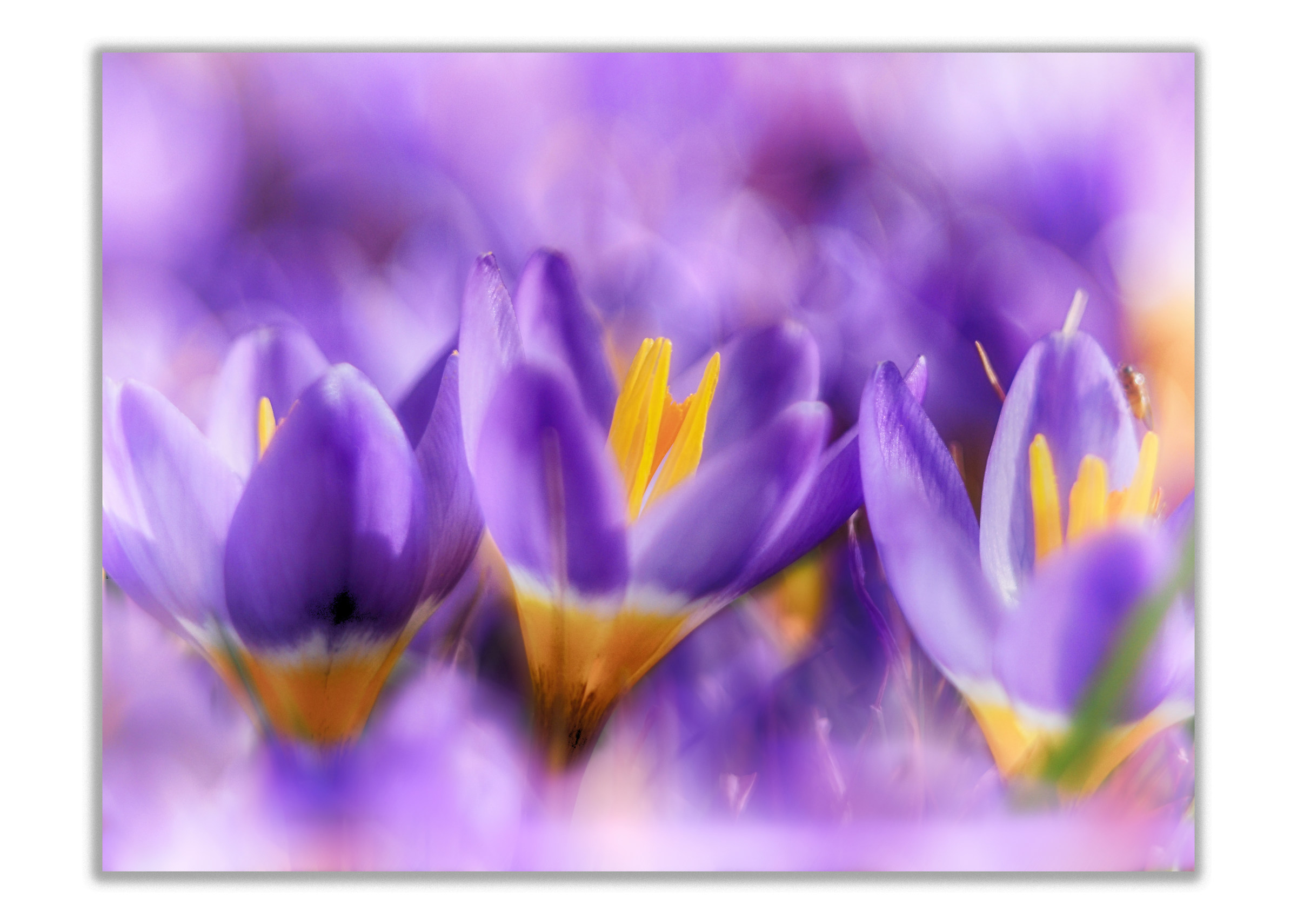 crocus