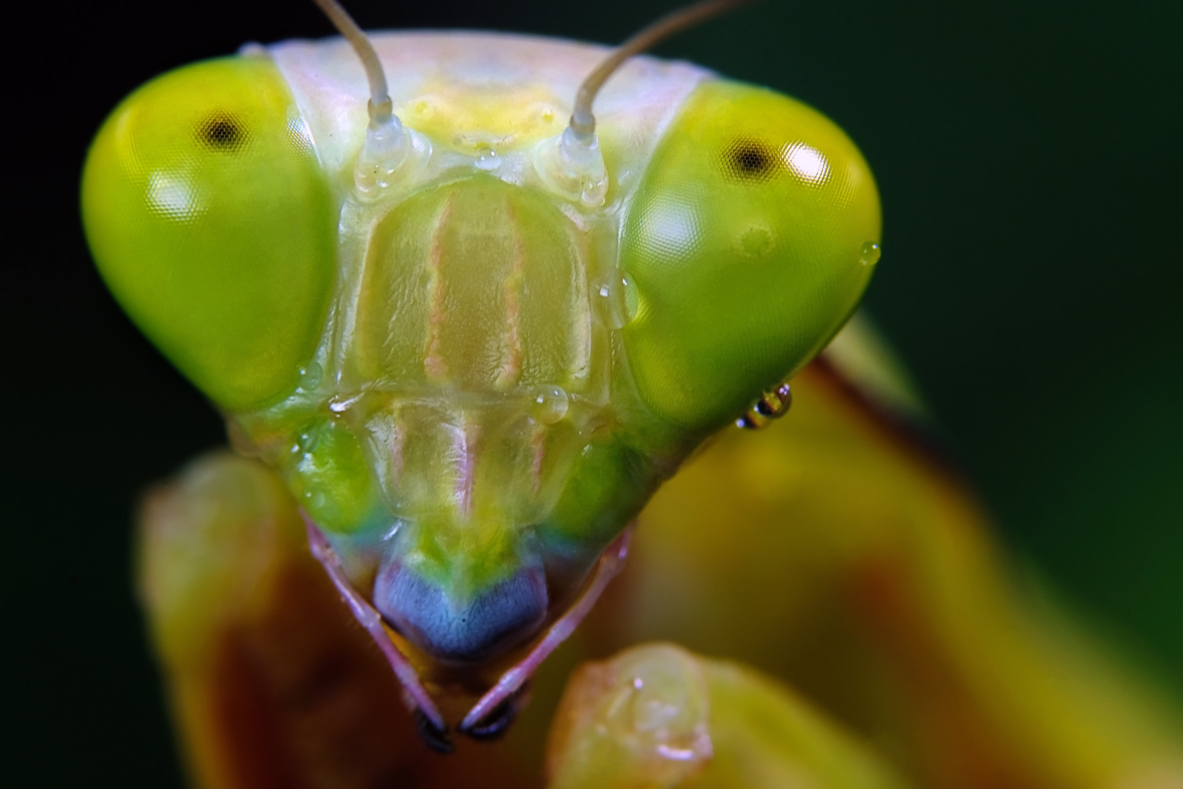 Hierodula MAjuscola Close Up