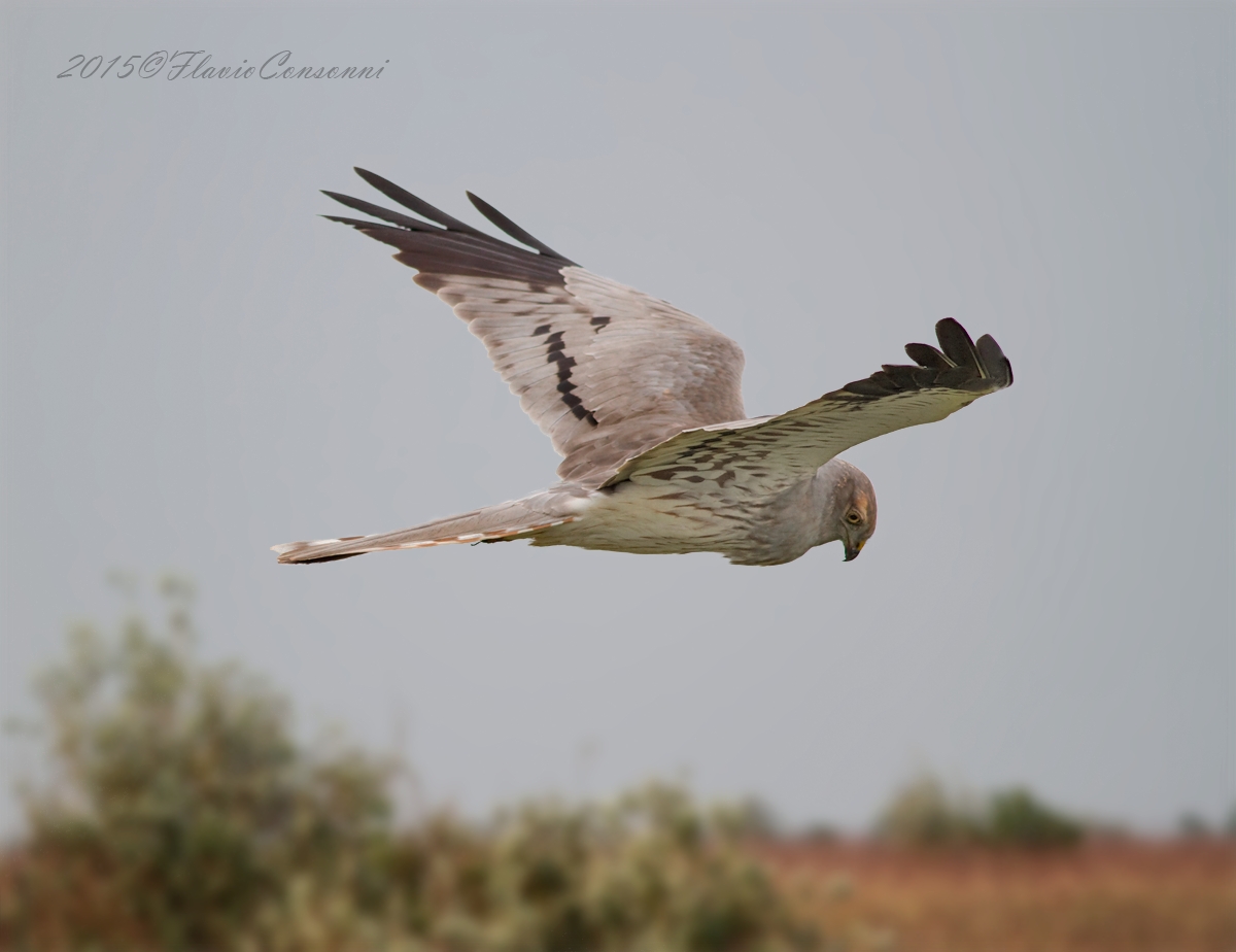 Il volo dell'Albanella ( A. minore maschio )