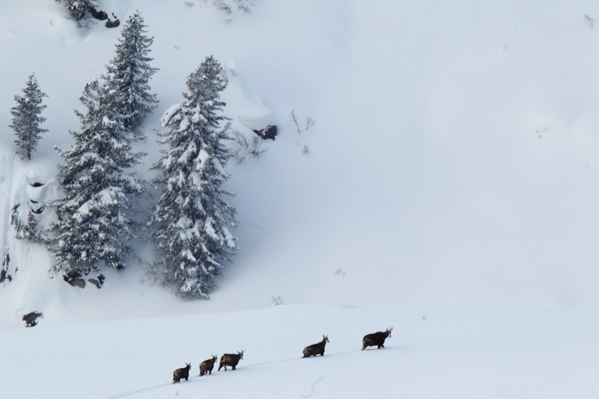 La dura vita d'inverno..