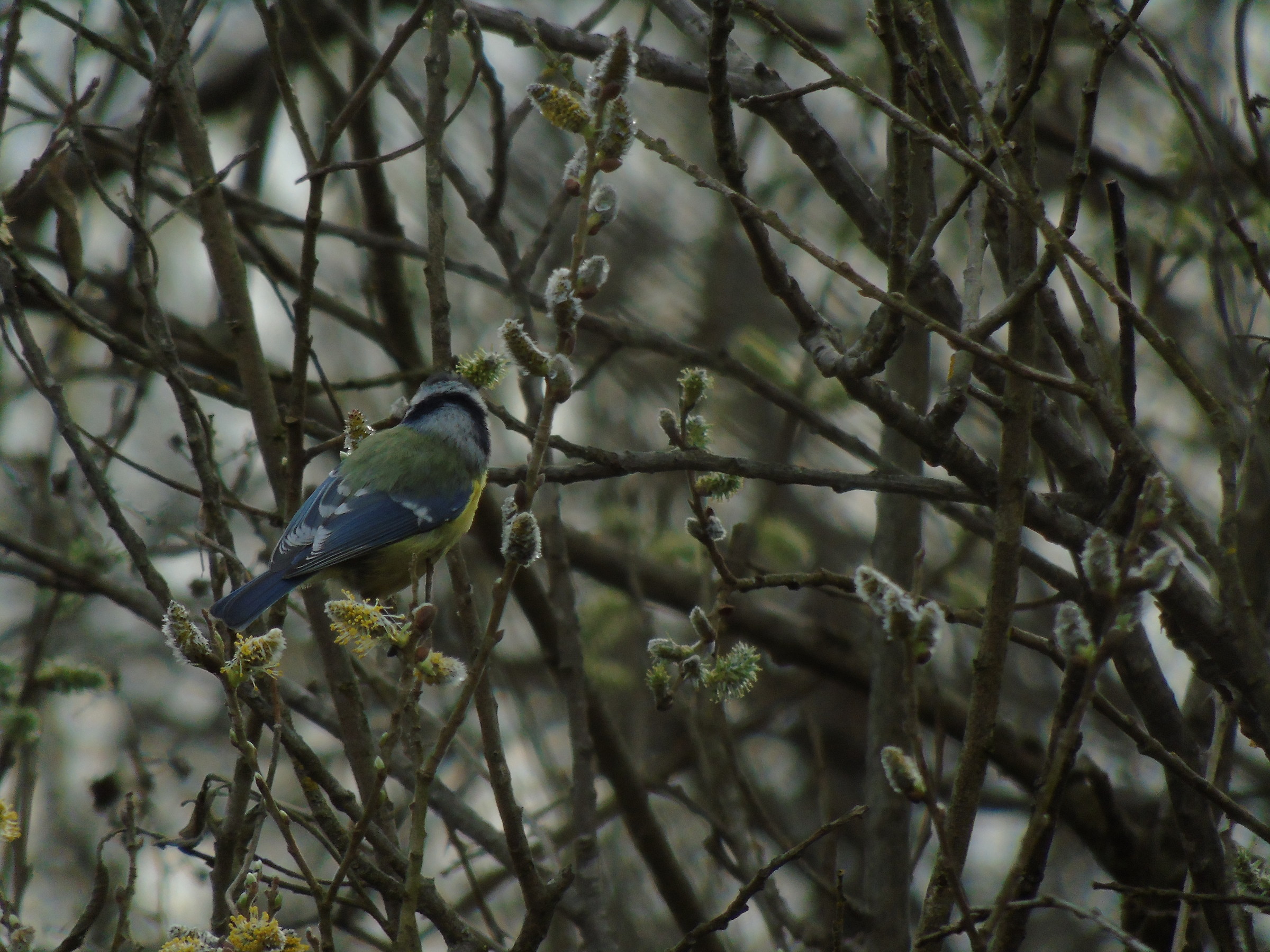 Blue tit in swamp