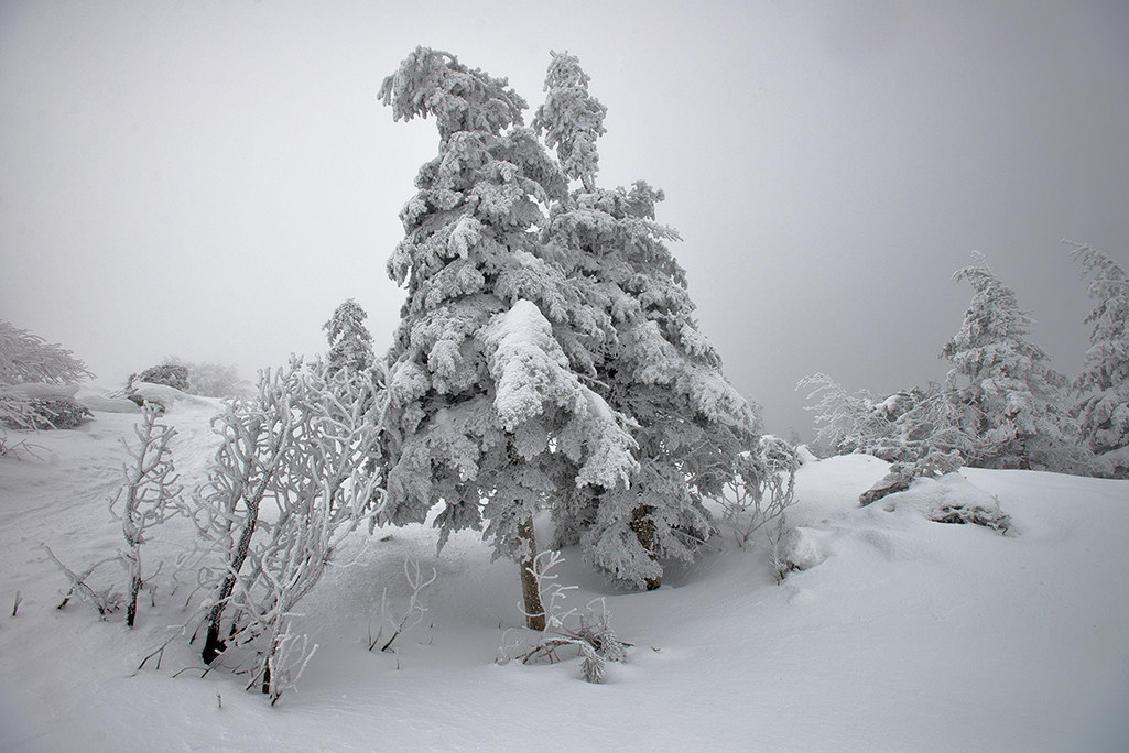 Near the summit of the falterona 2