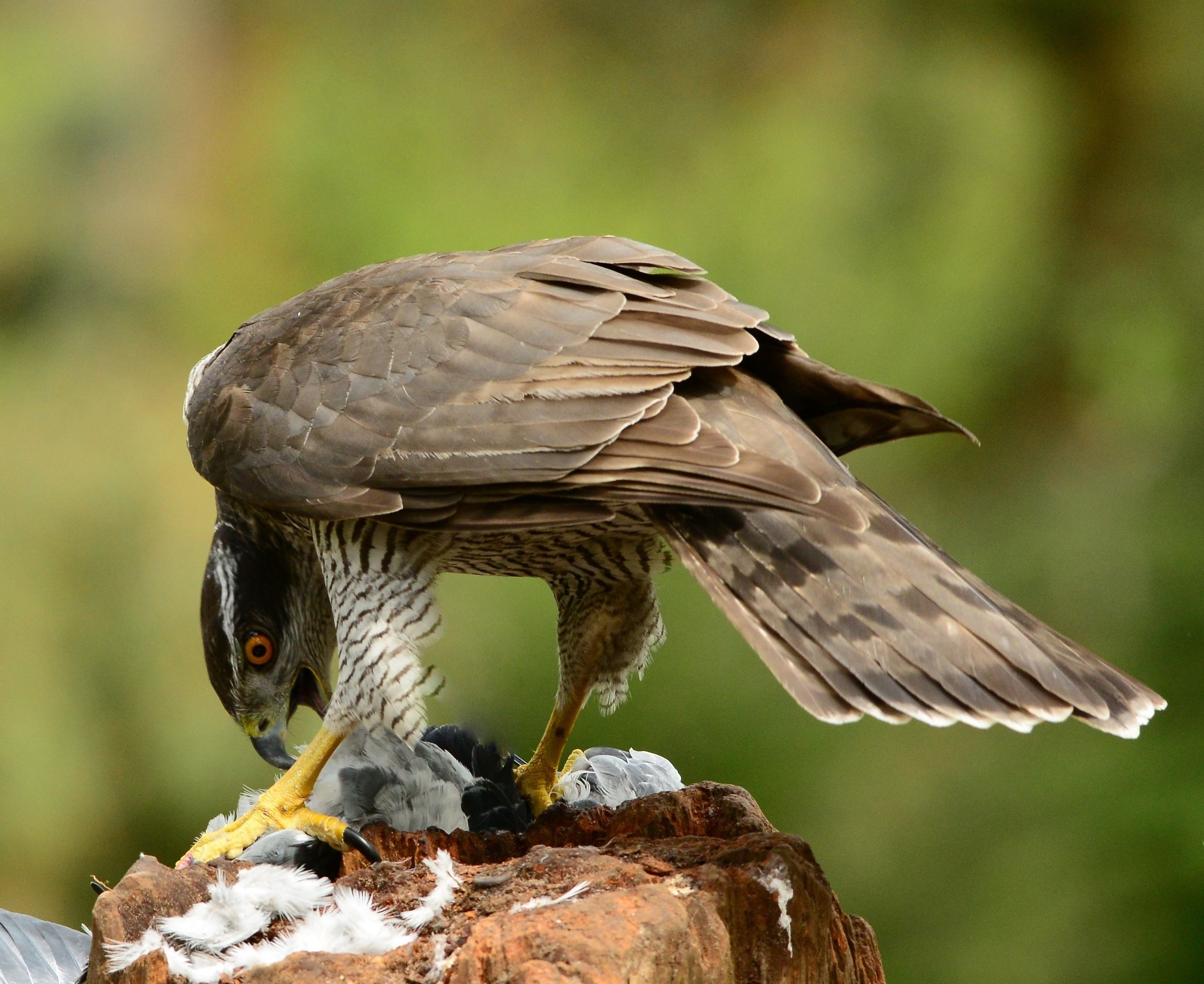 A Female Goshawk eating her Prey