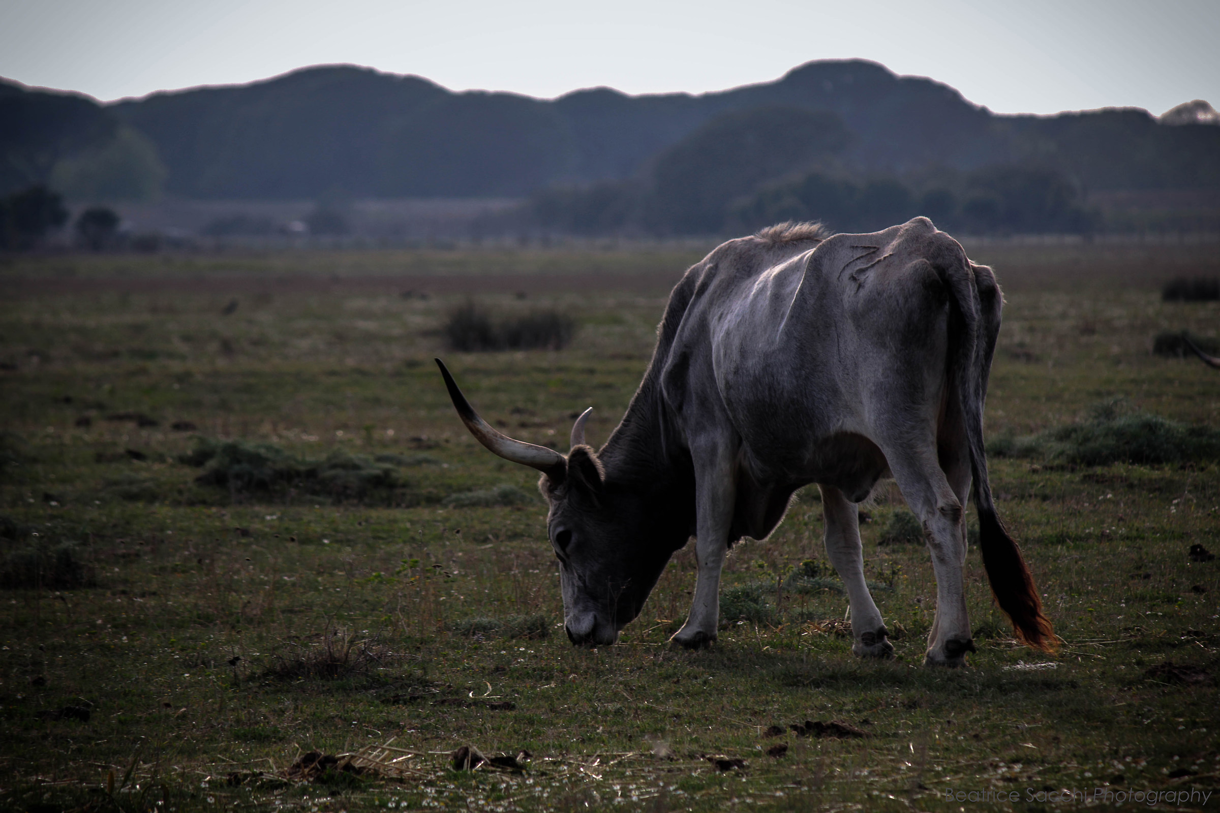 La Savana nella Maremma