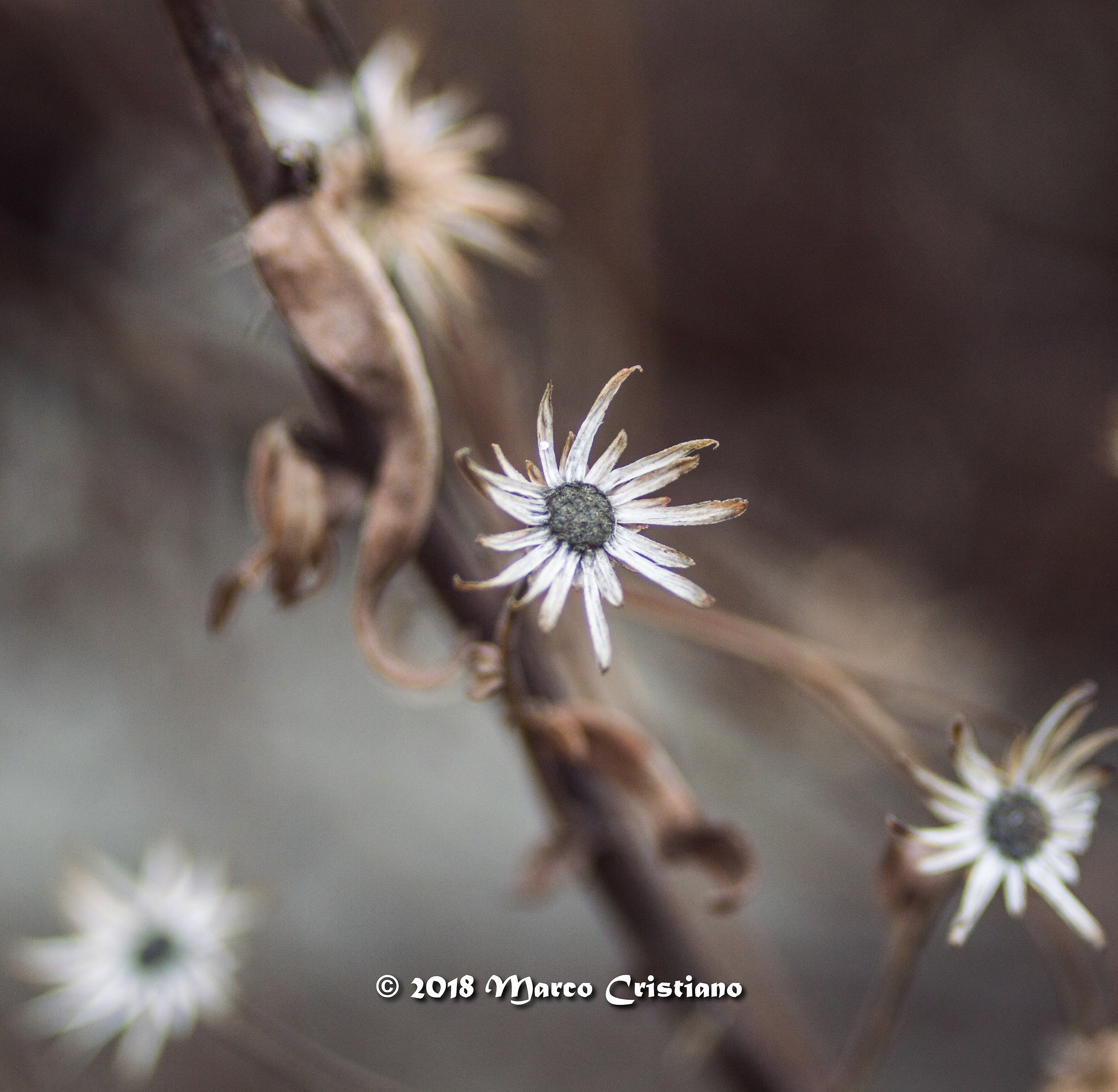 Flowers in winter ..