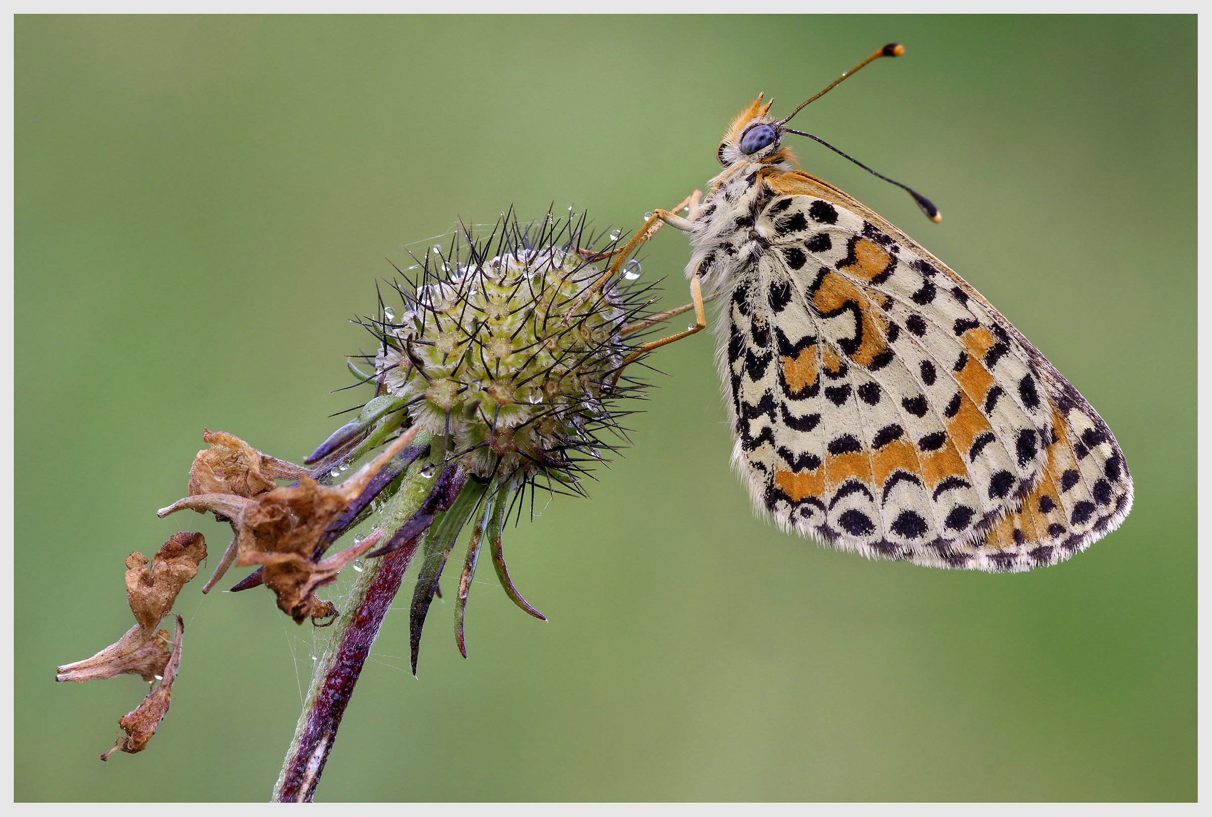 Melitaea didyma