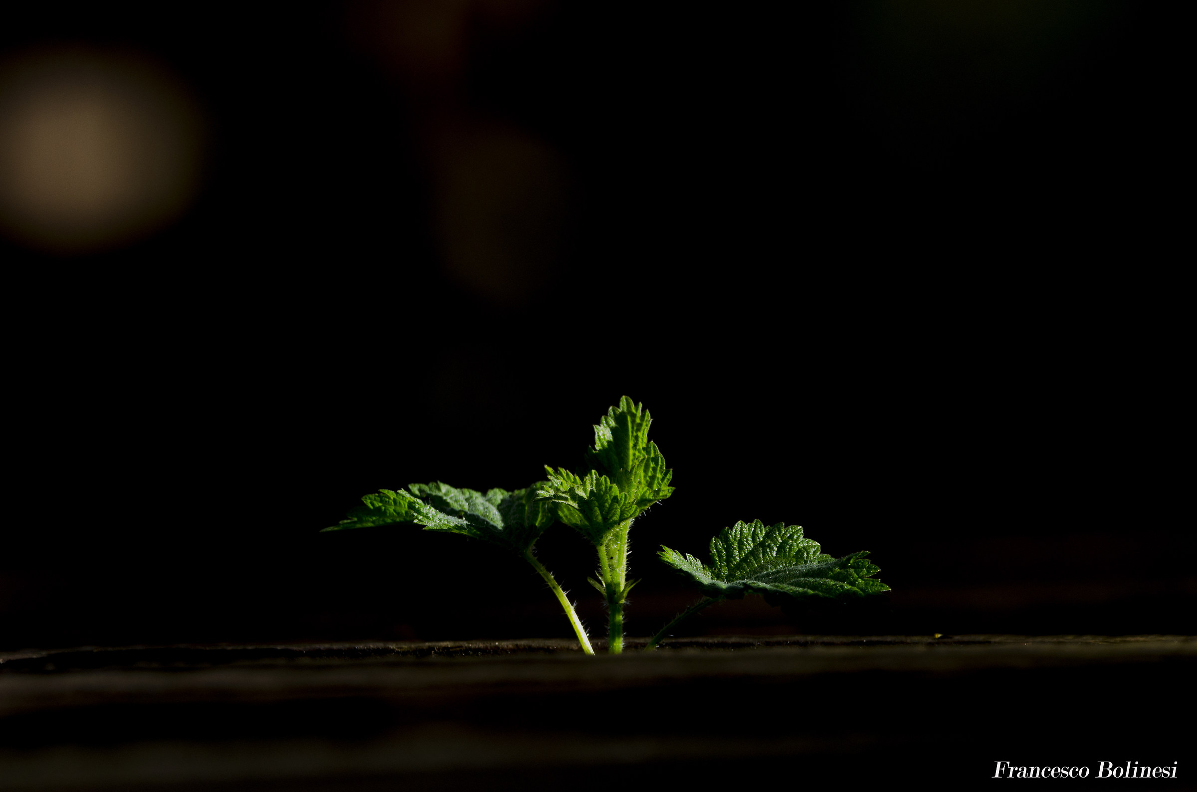 Nettles before spring