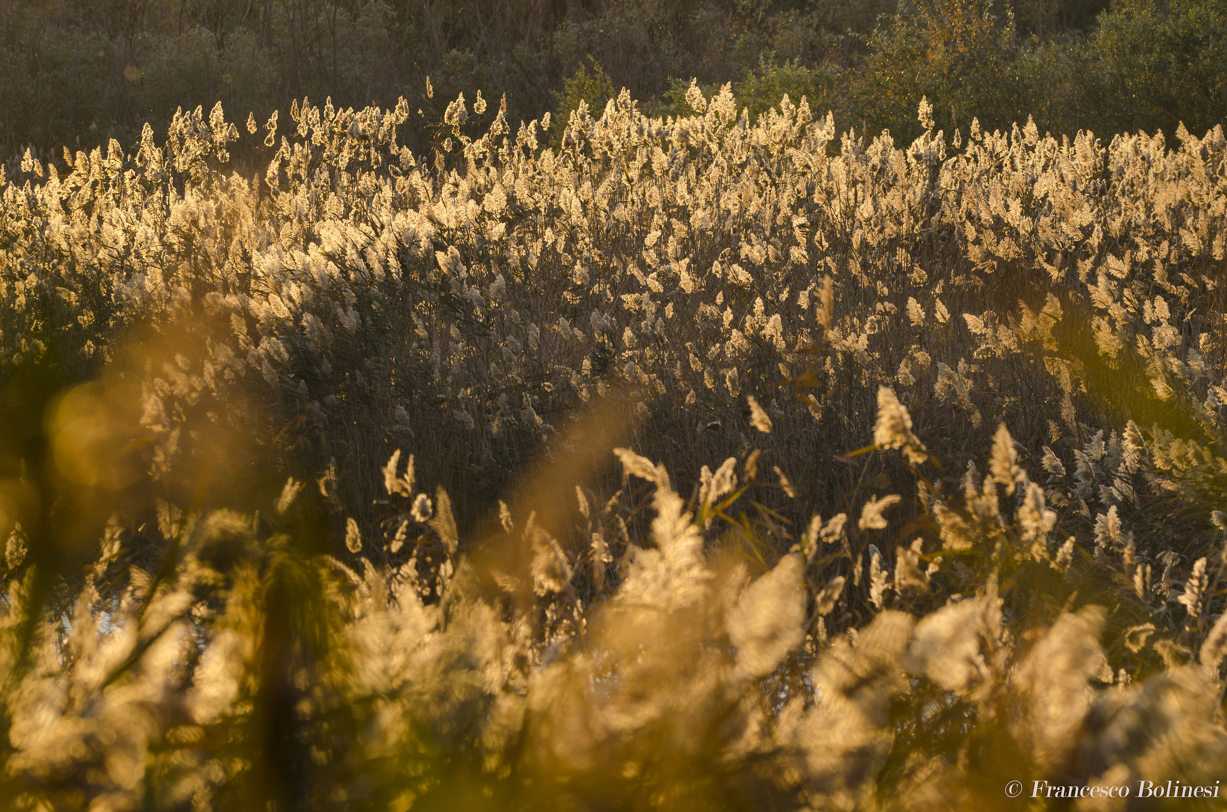 The magic of the reed bed