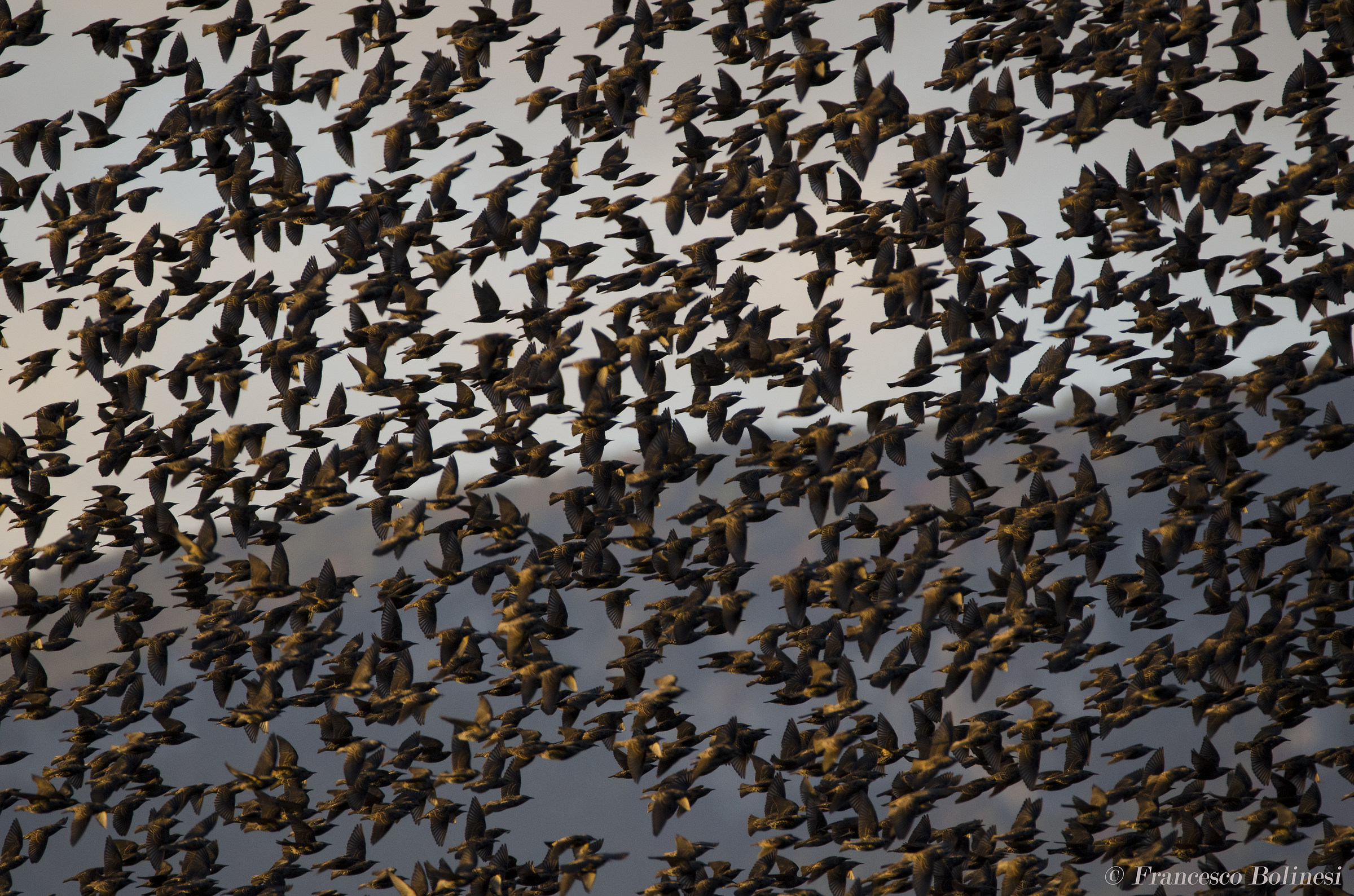 Migration of starlings at dusk