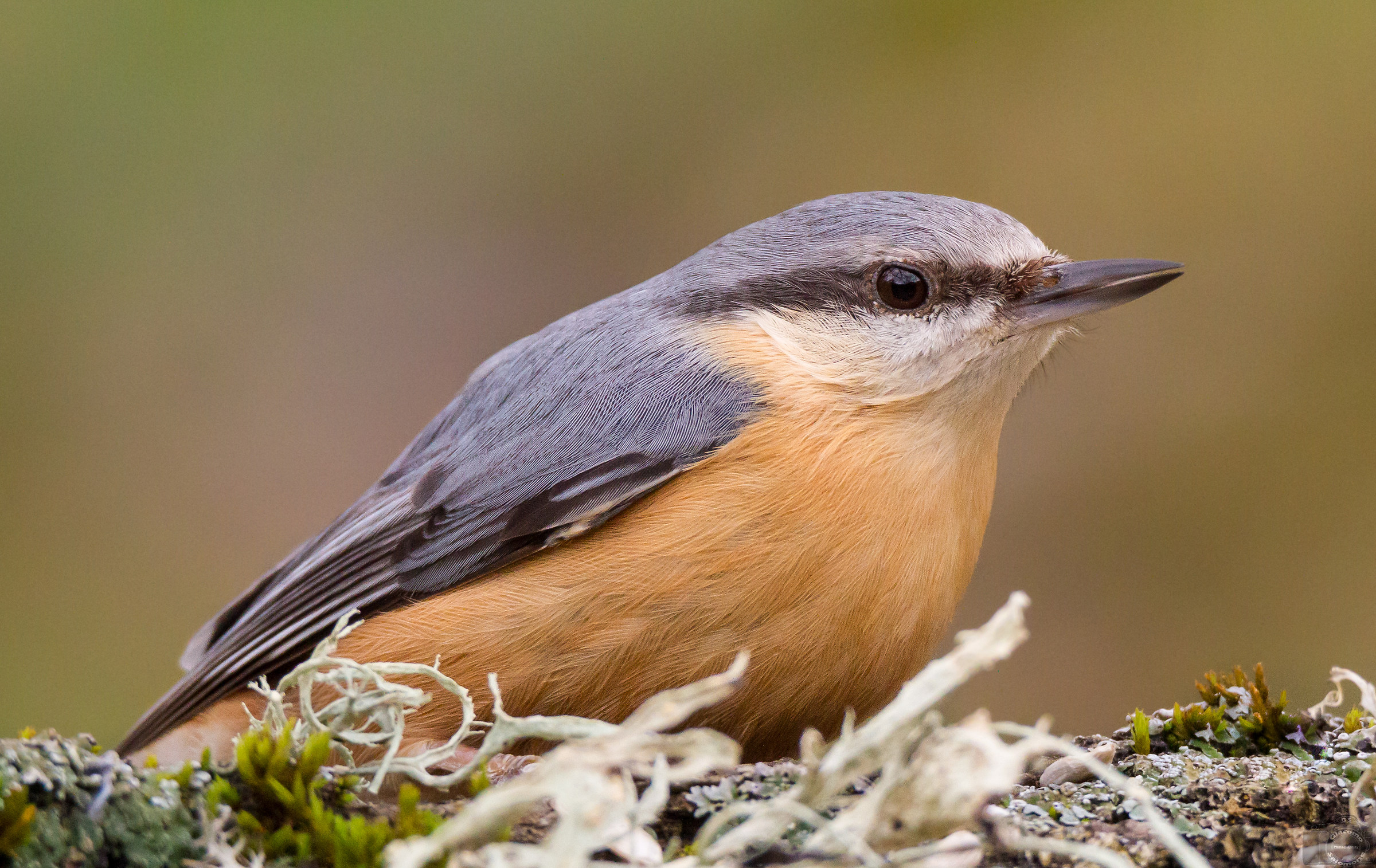 Nuthatch