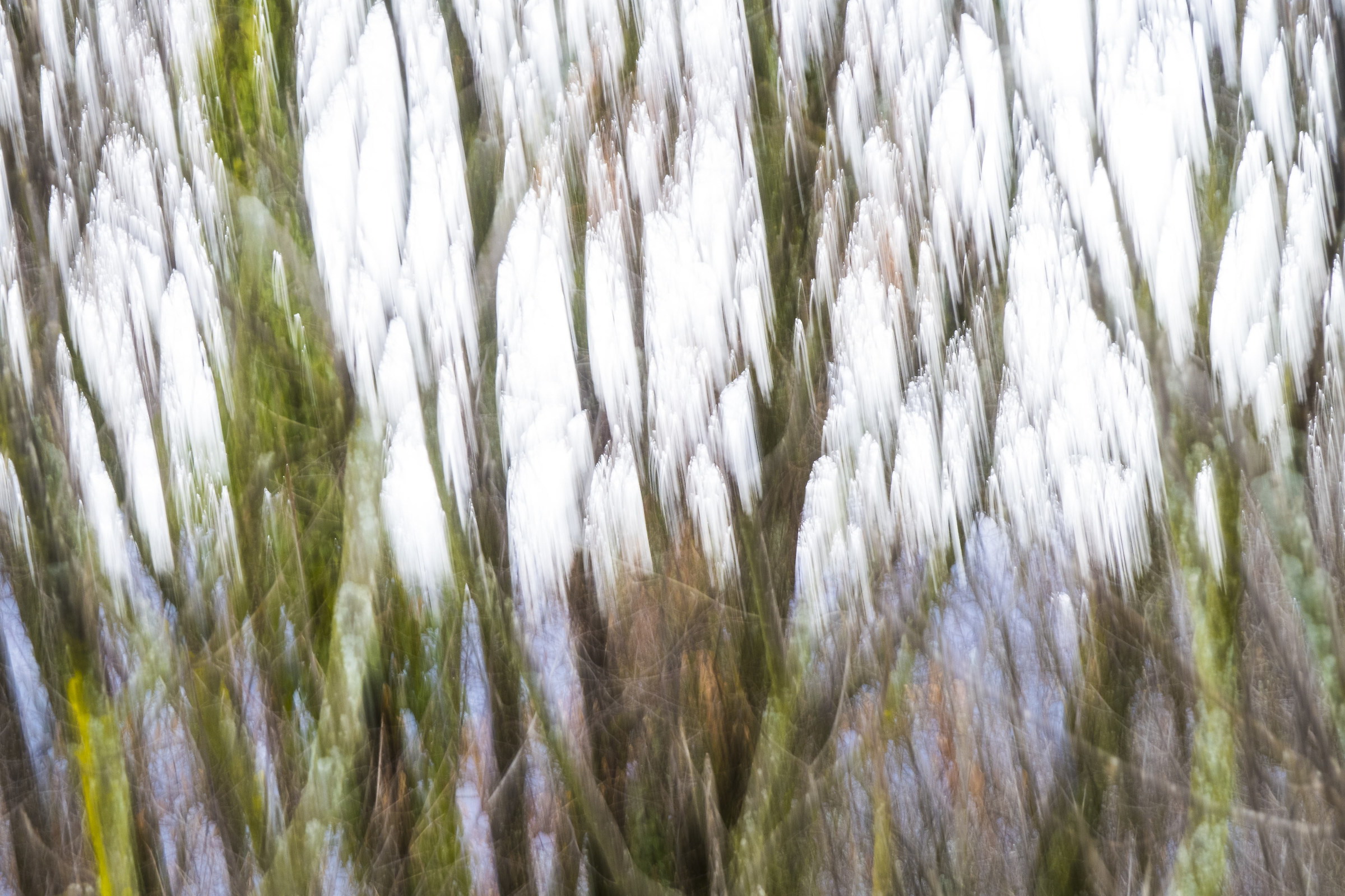 rough effect in the wood (monte pastel-verona)