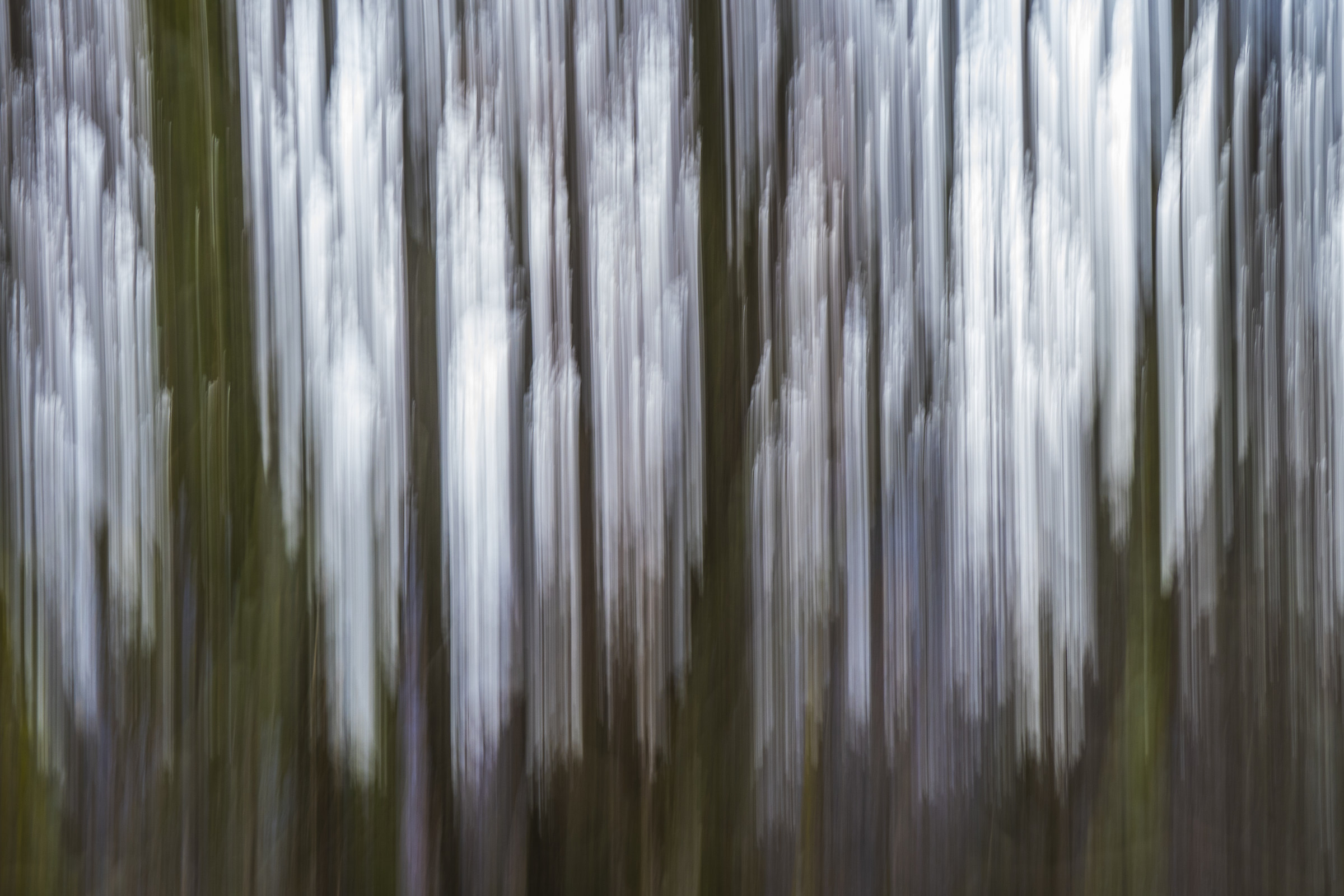 blur effect in the woods, climbing up to Monte Pastello