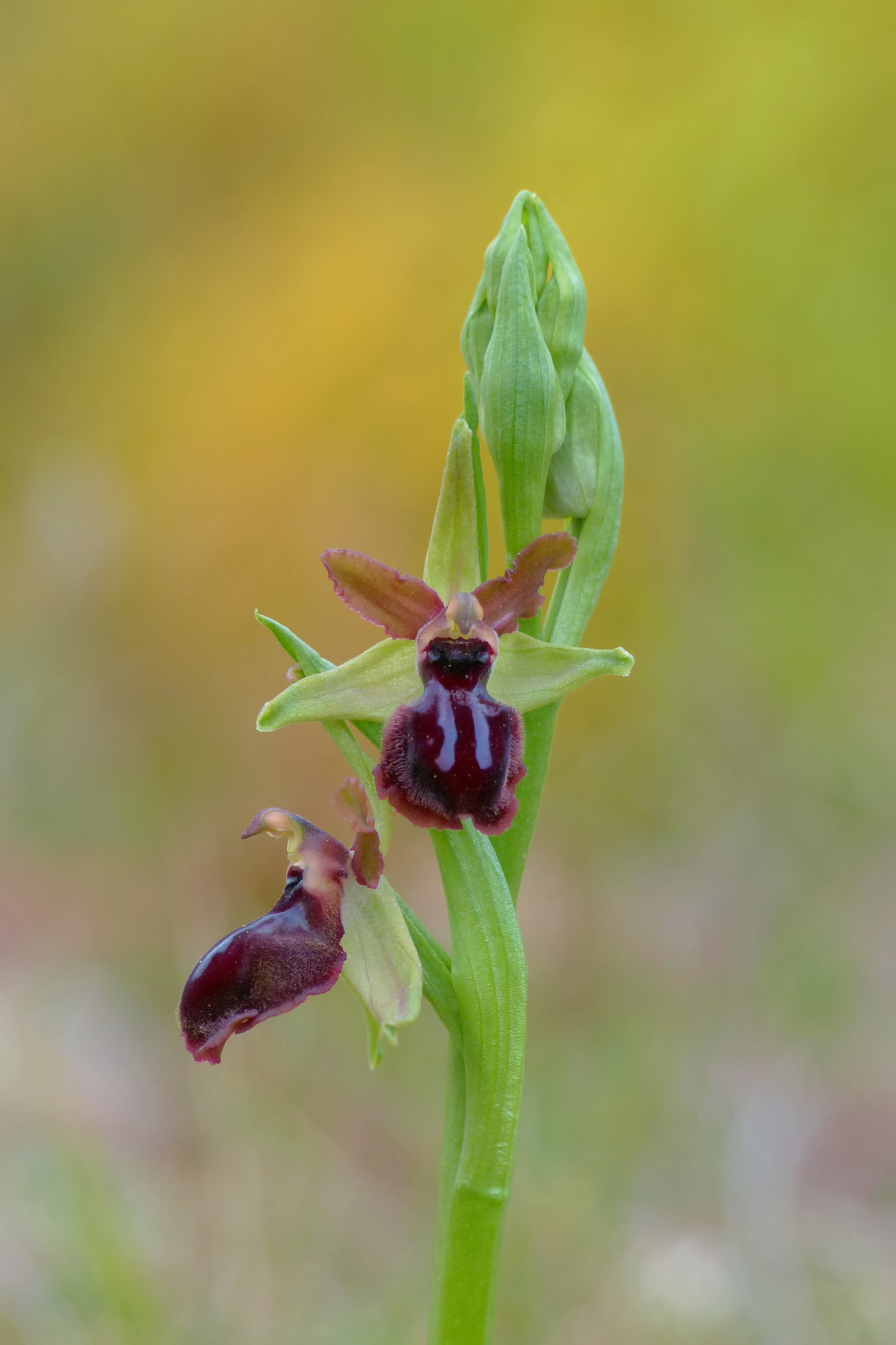 Ophrys garganica