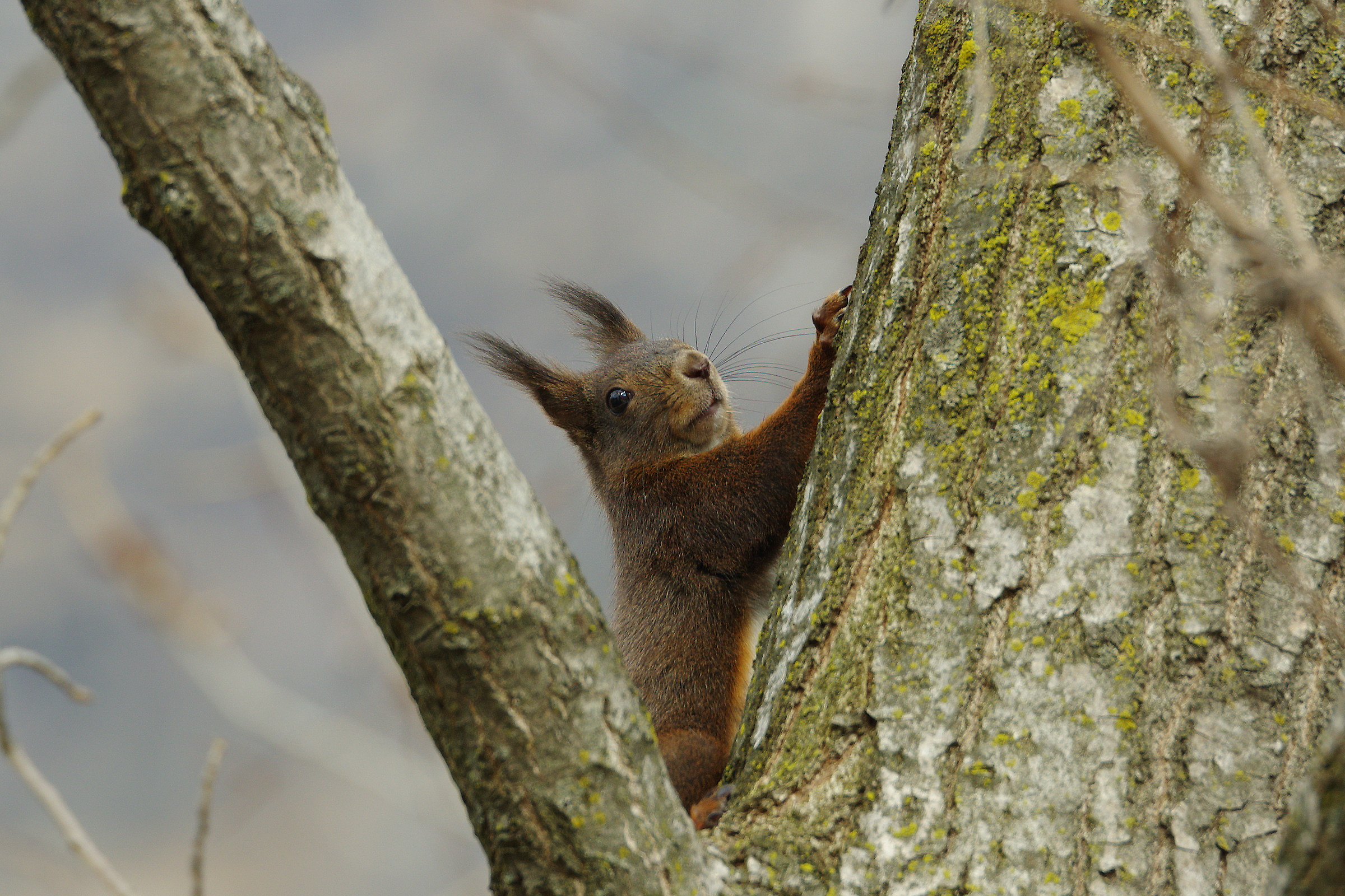 Red Squirrel