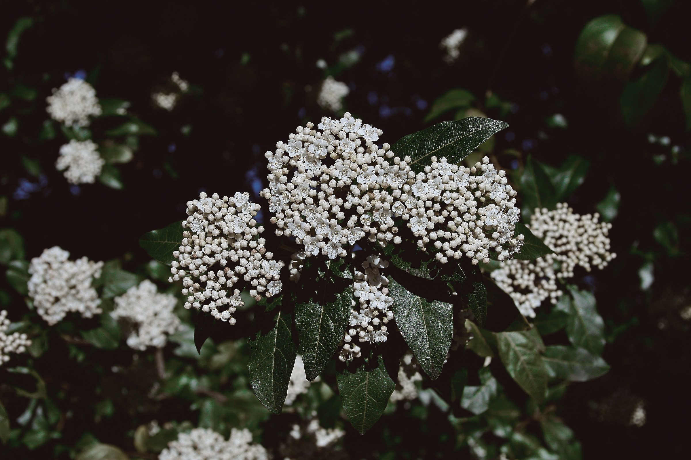 Viburnum