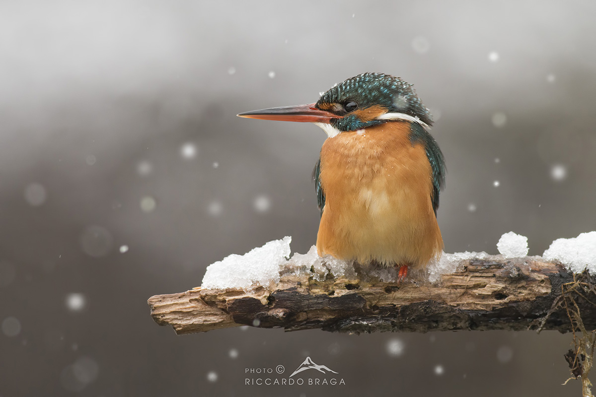 A stain of color on a gray day ..