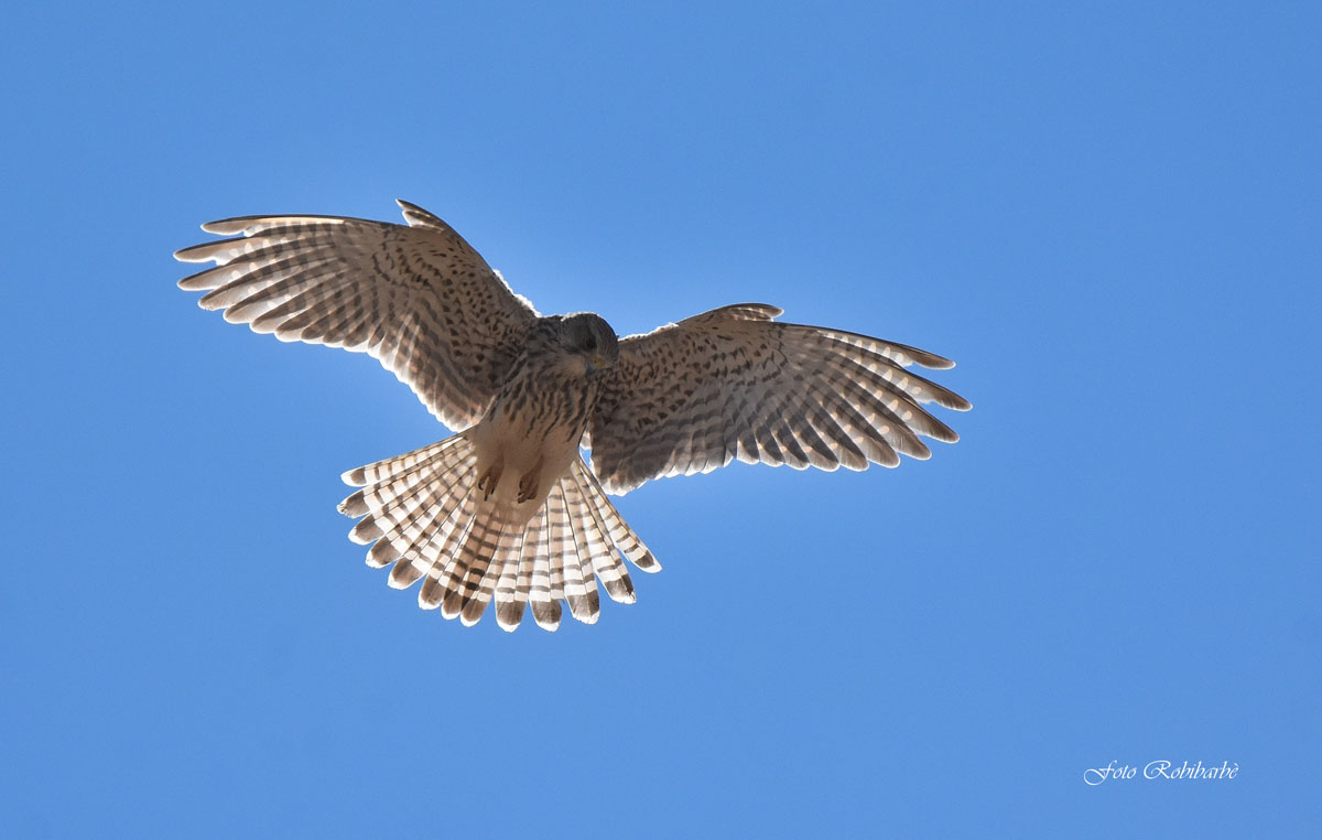 A spirit in against light ...