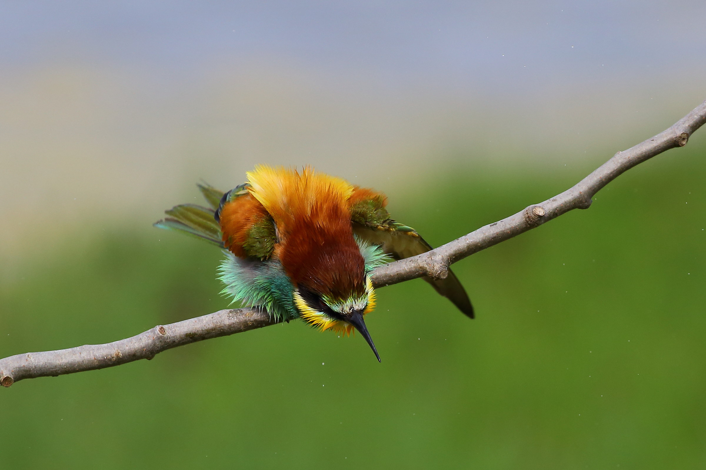Gruccione in osservazione...