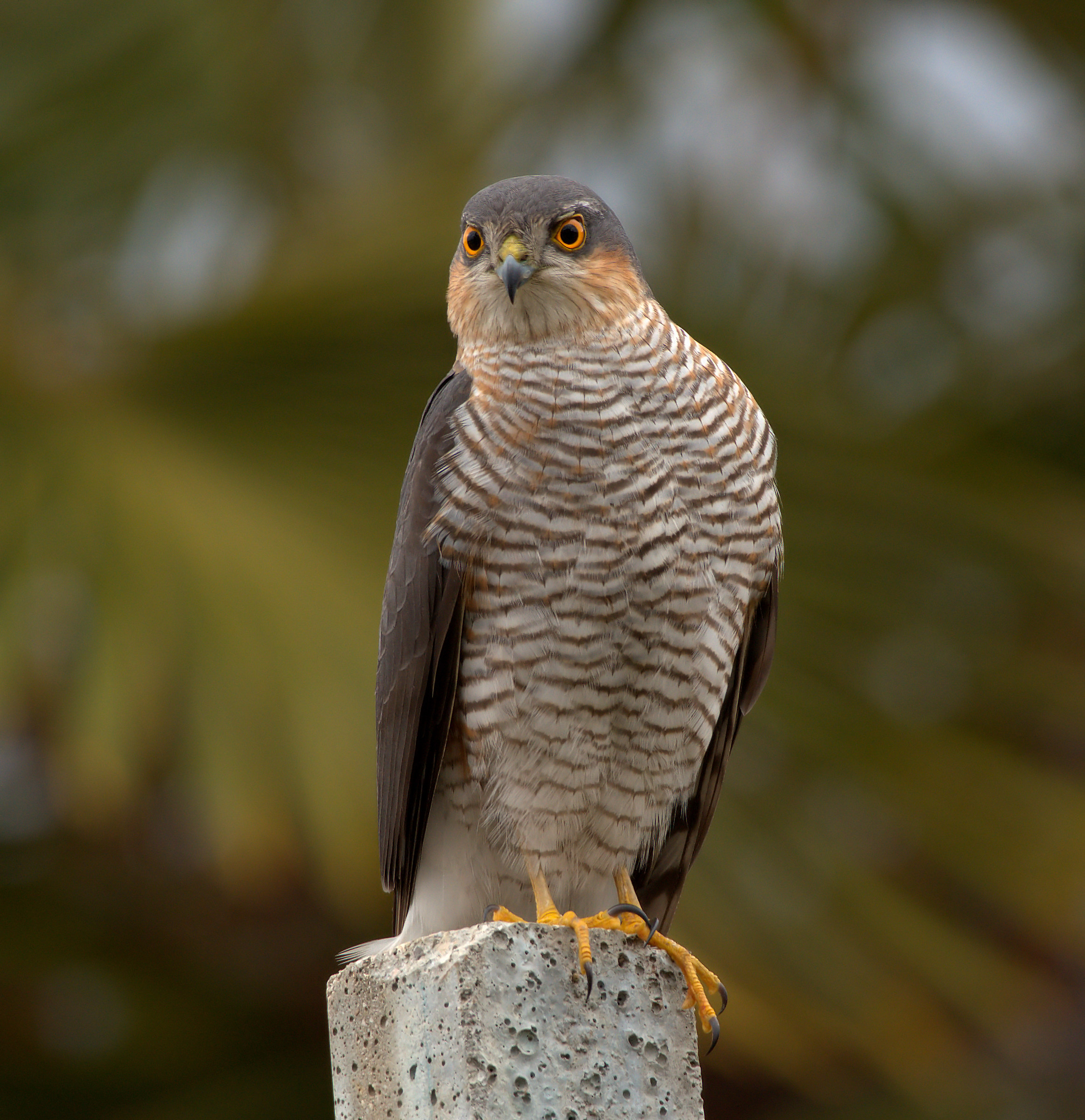 Sparrowhawk