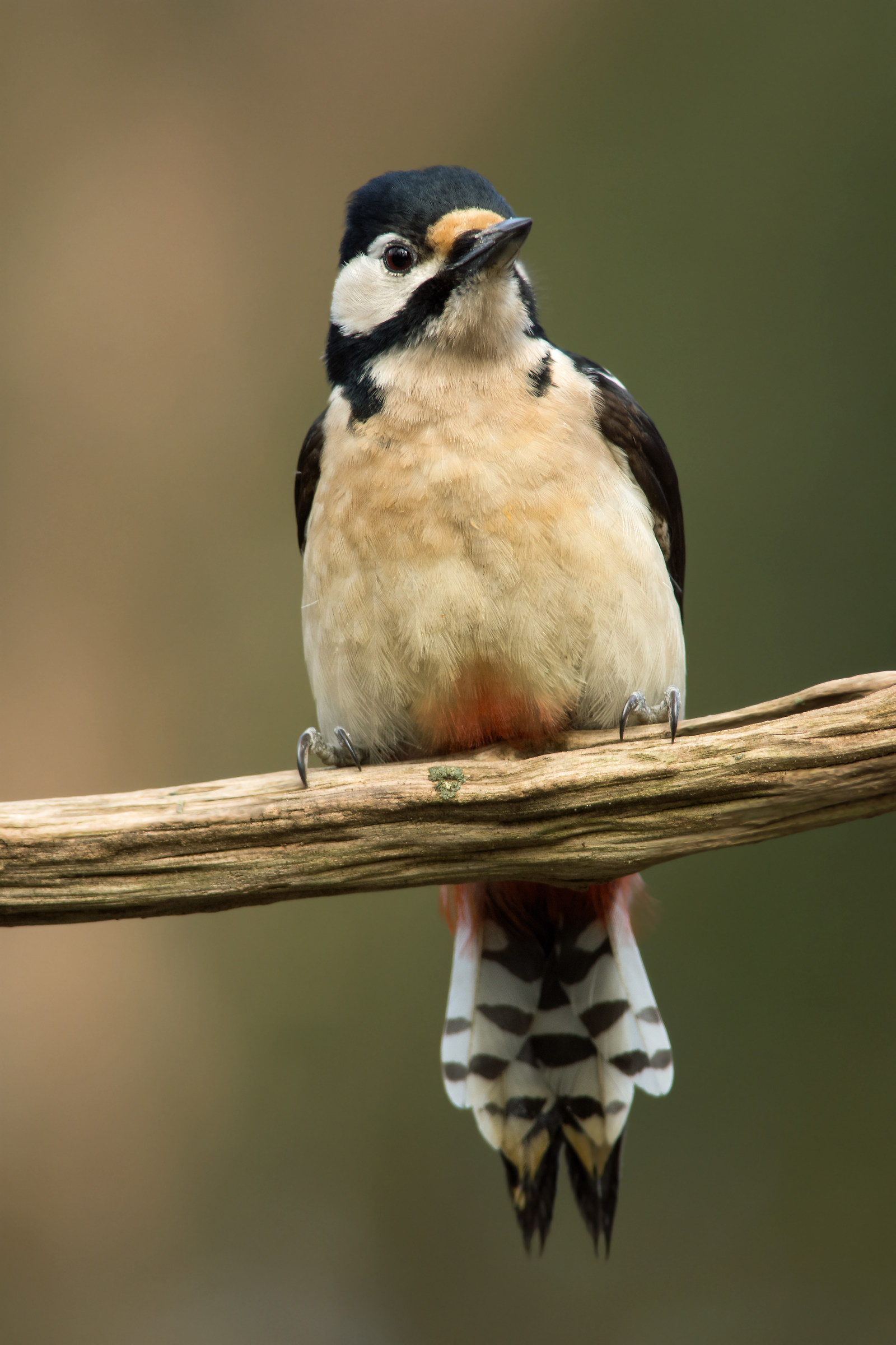 Great spotted woodpecker