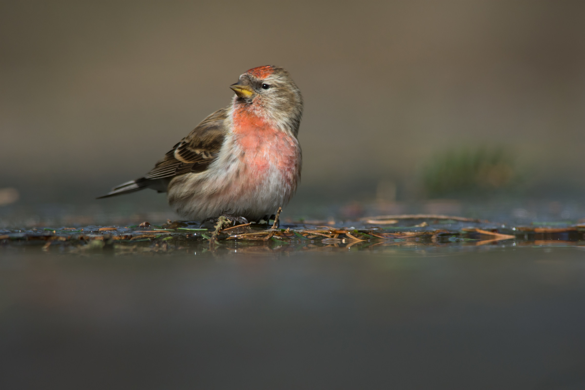 Lesser redpoll