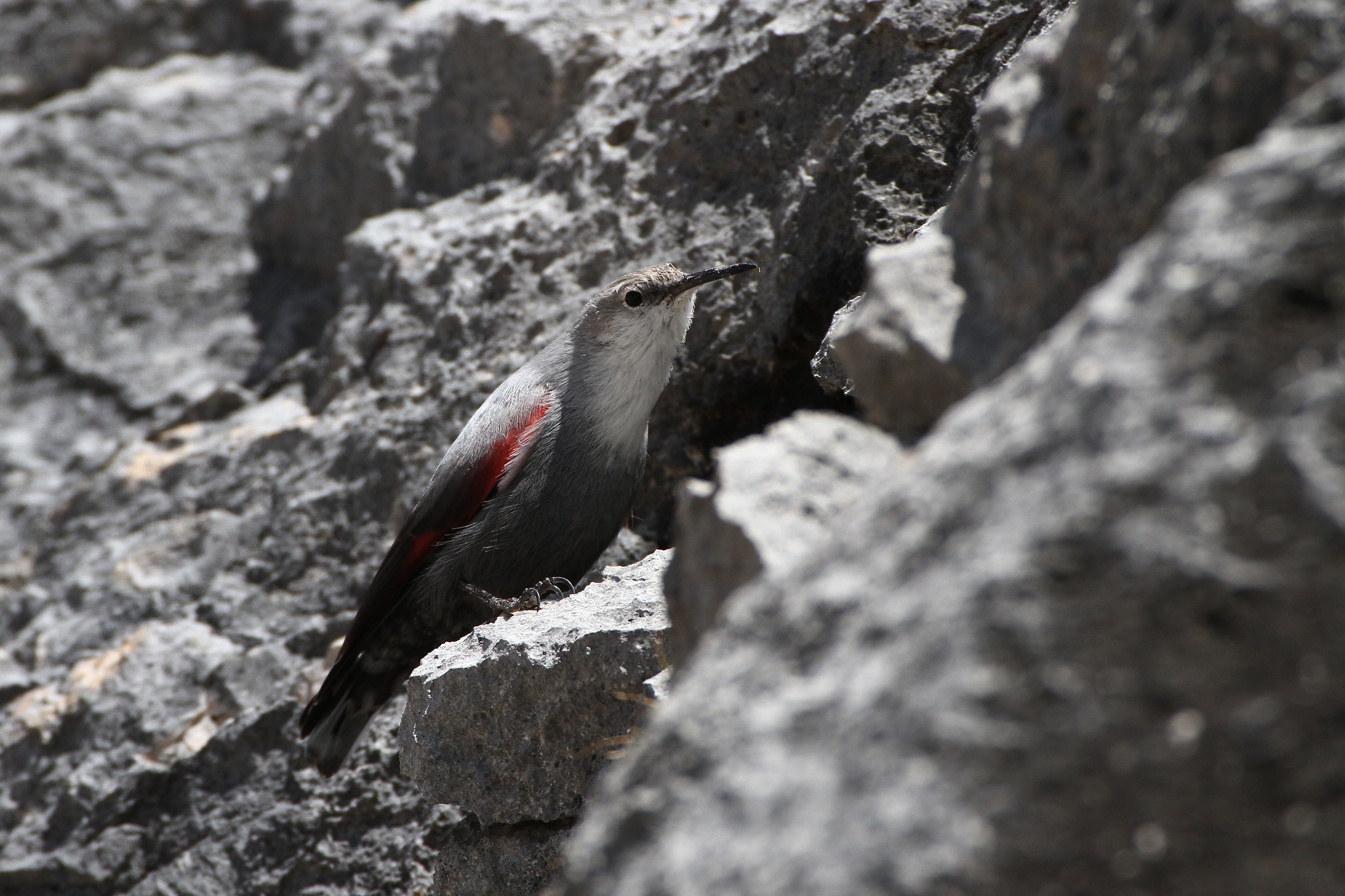 Il mimetismo del Picchio Muraiolo