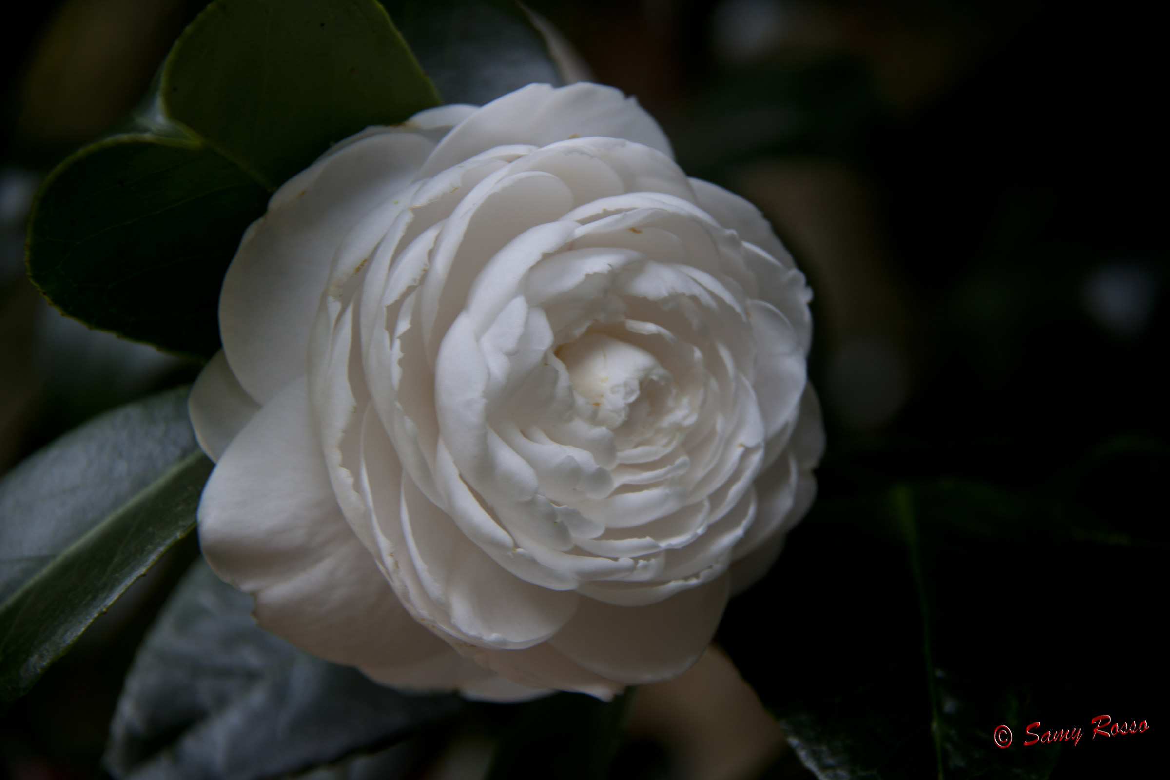 Camellia