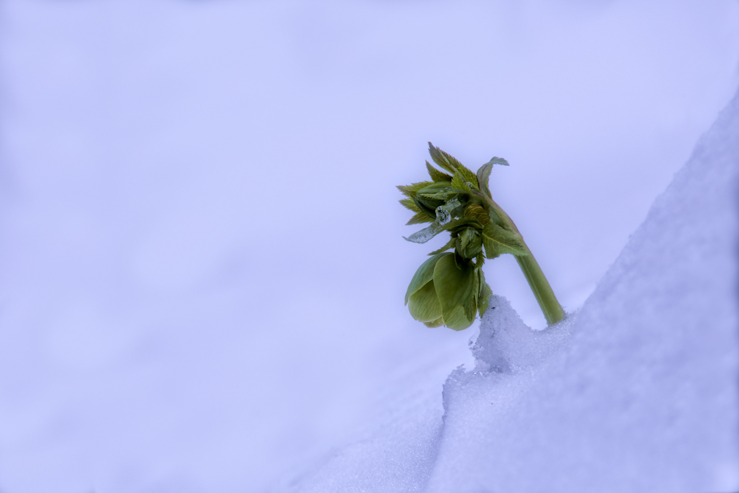 Ieri in Cansiglio ( Helleborus Virdis )