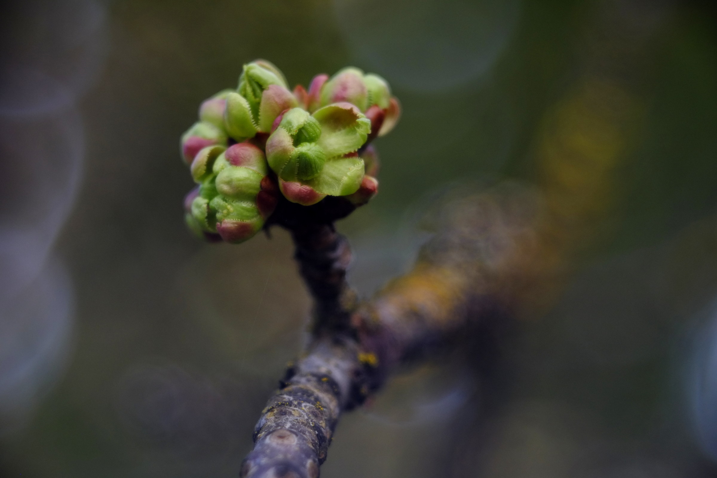 in the cherry tree, diaplan 80 2.8