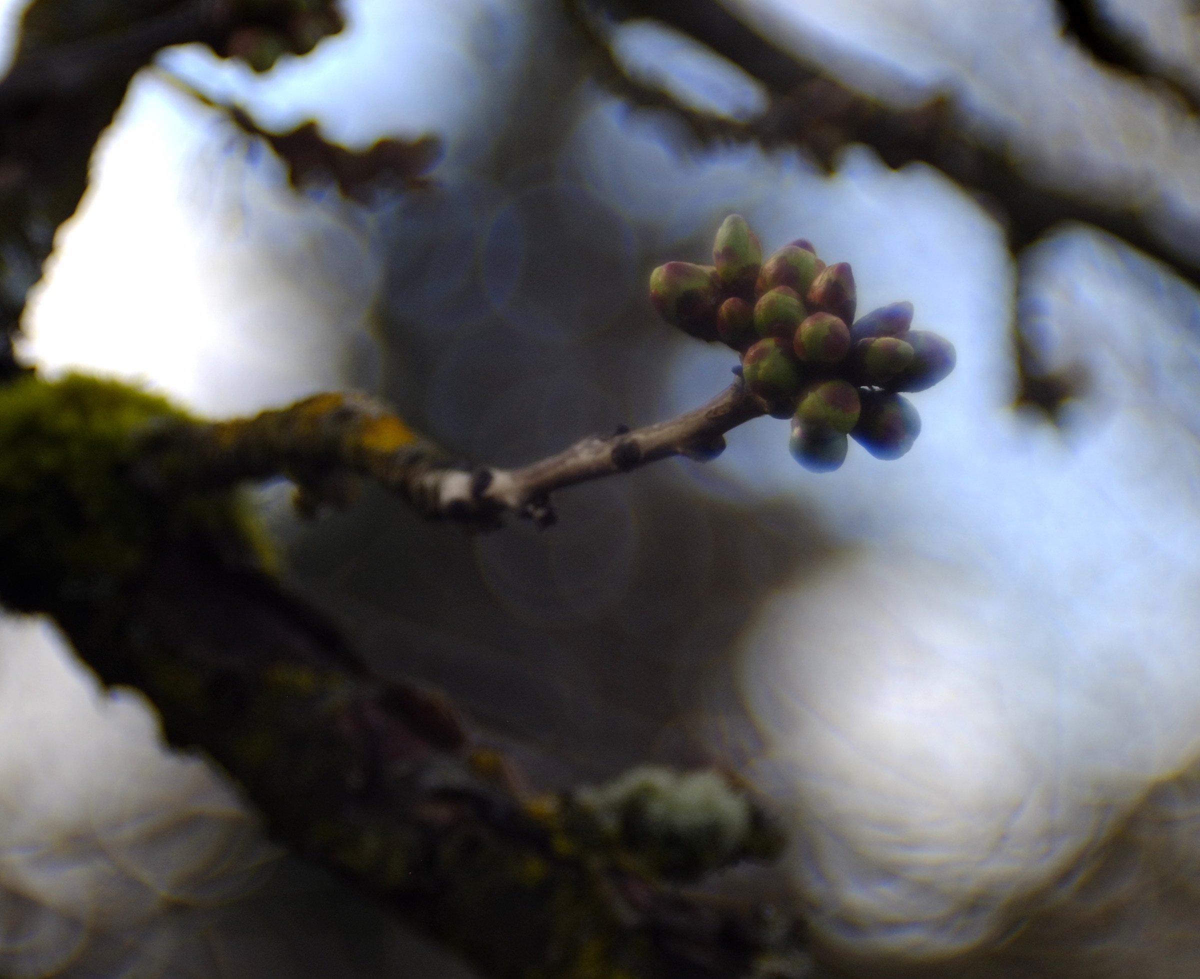 in the cherry tree 2