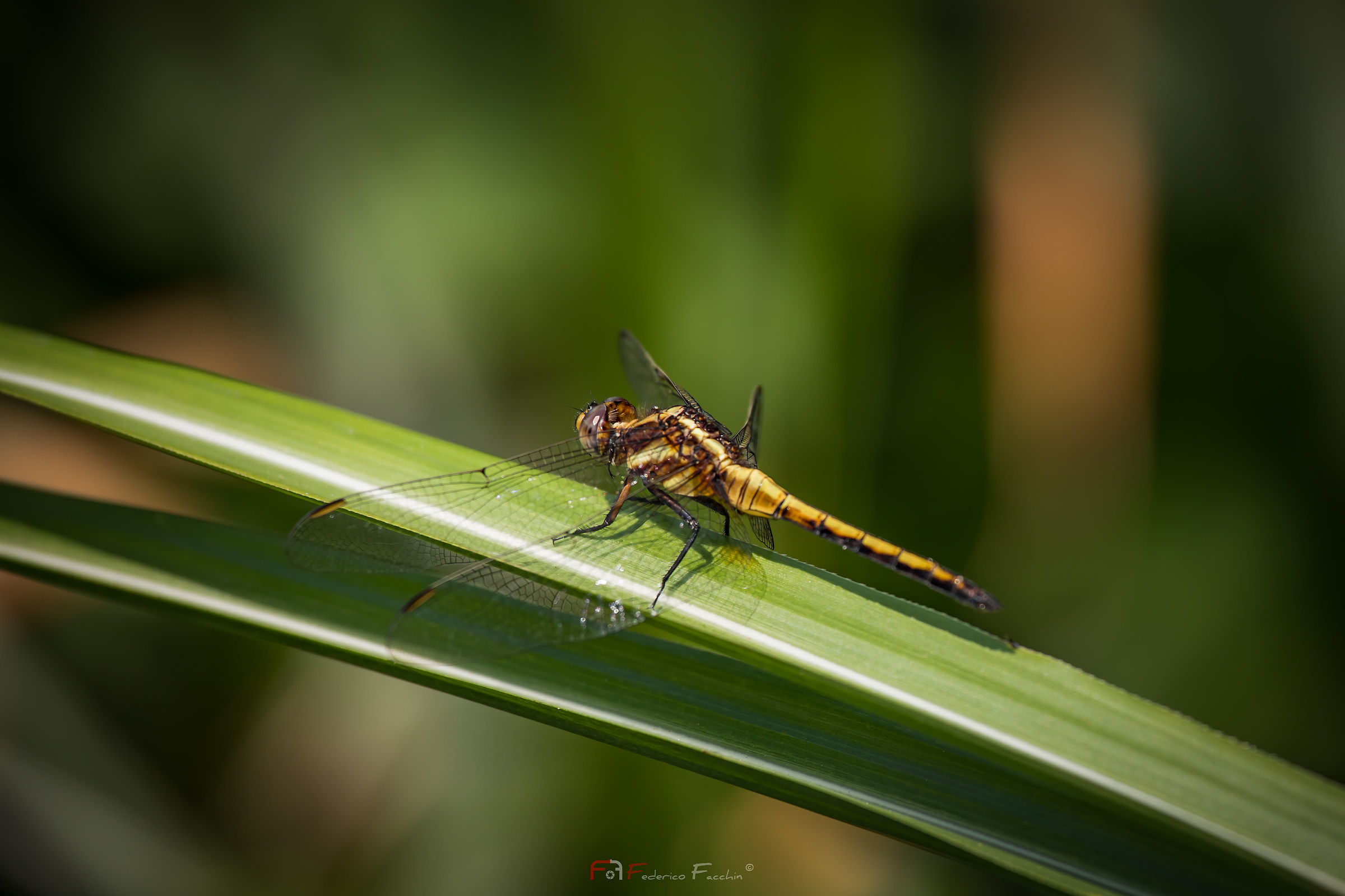 Dragonfly