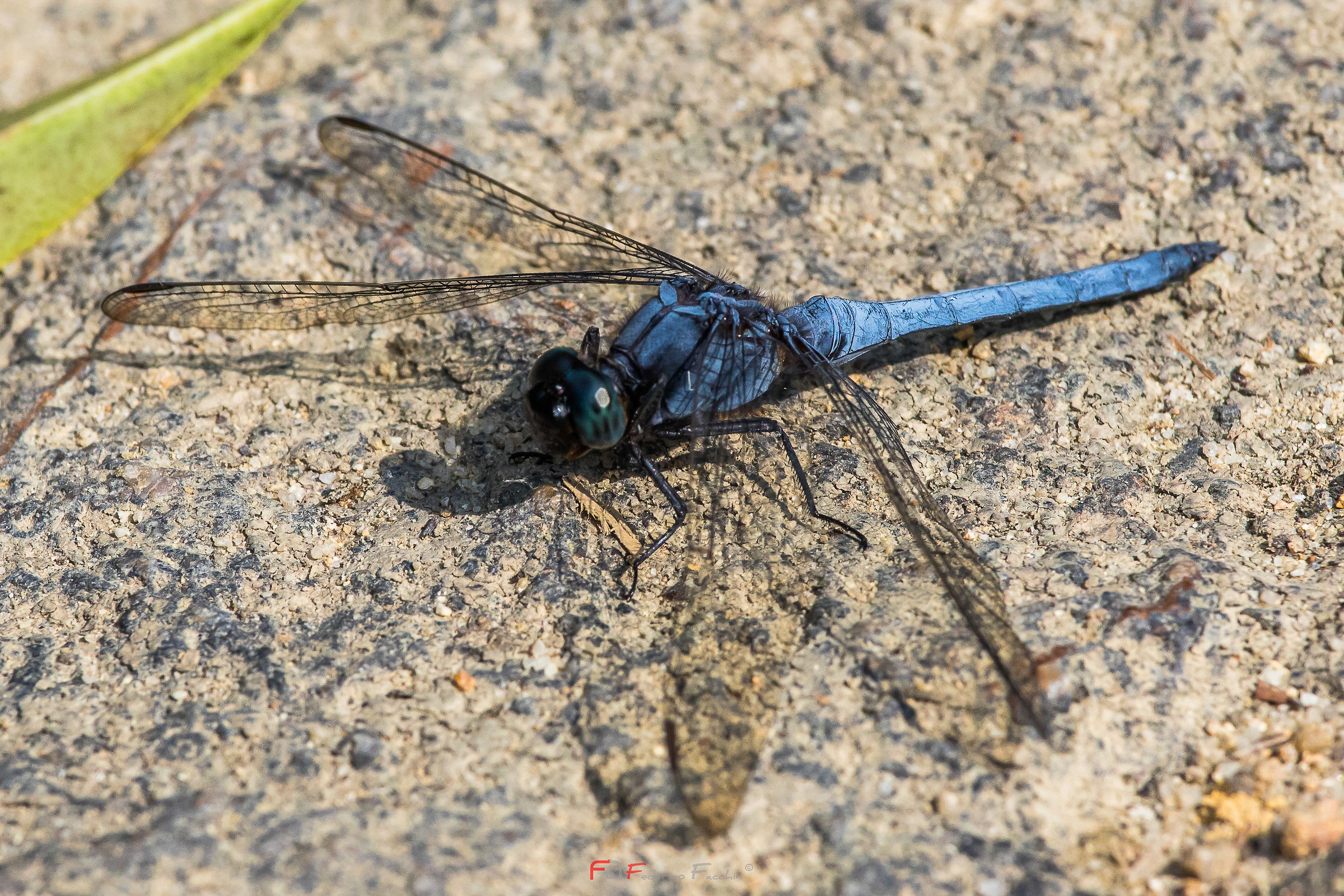 blue dragonfly