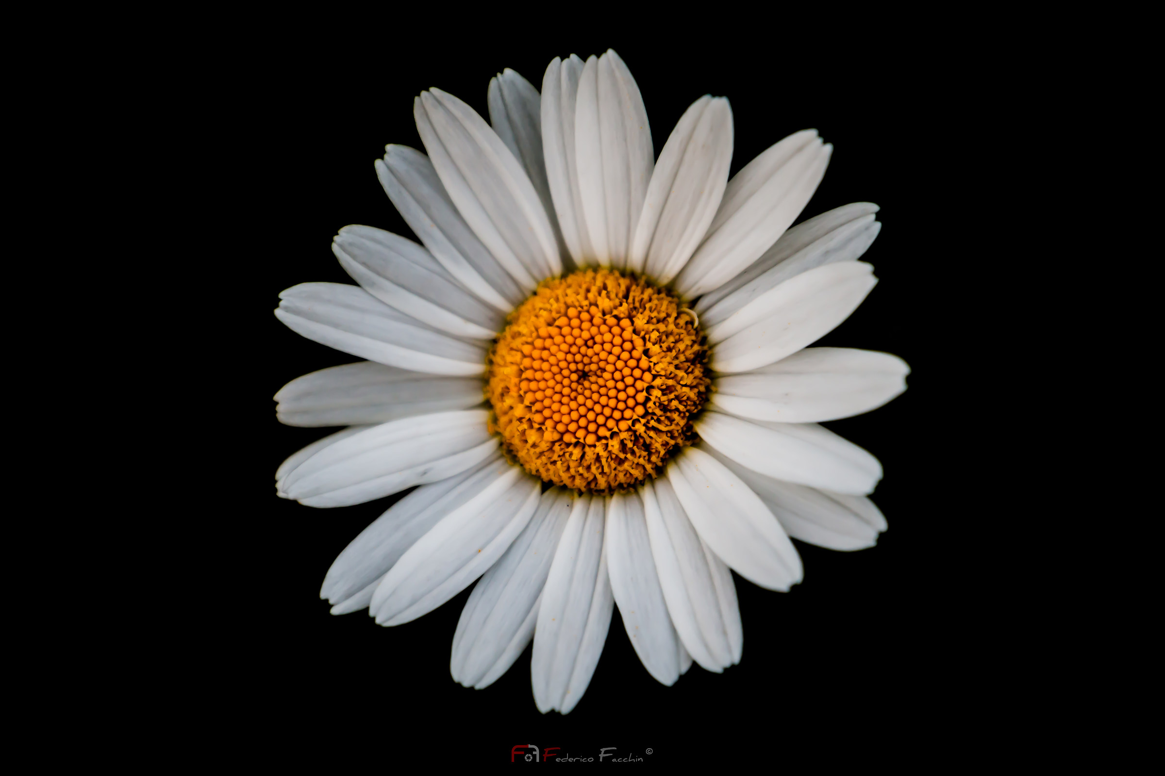 Leucanthemum vulgare