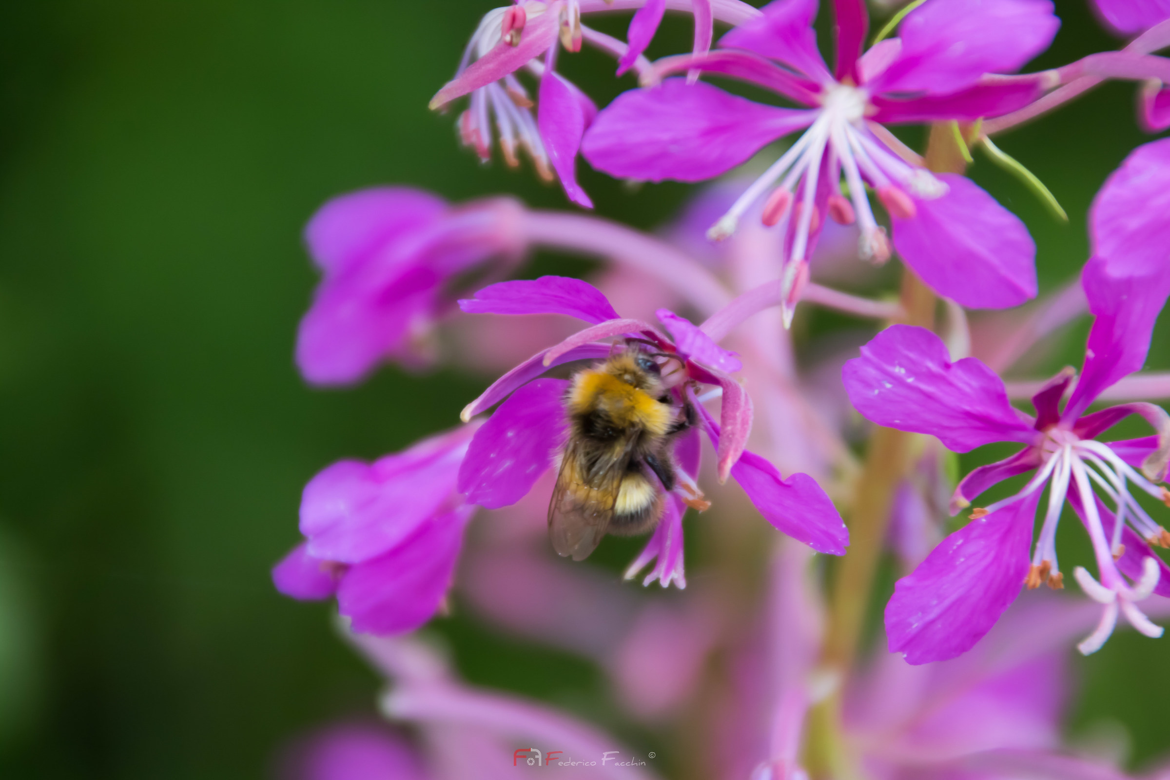 Bumblebee and flower