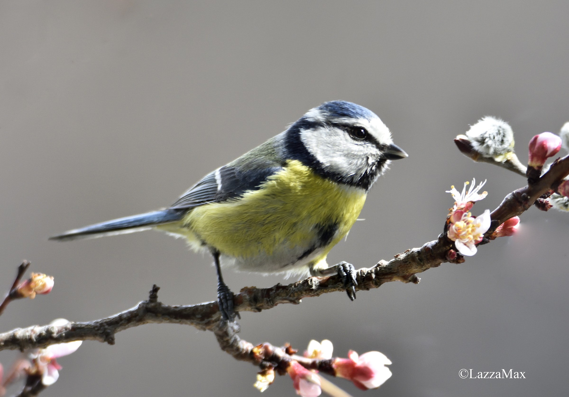 Titmouse flower