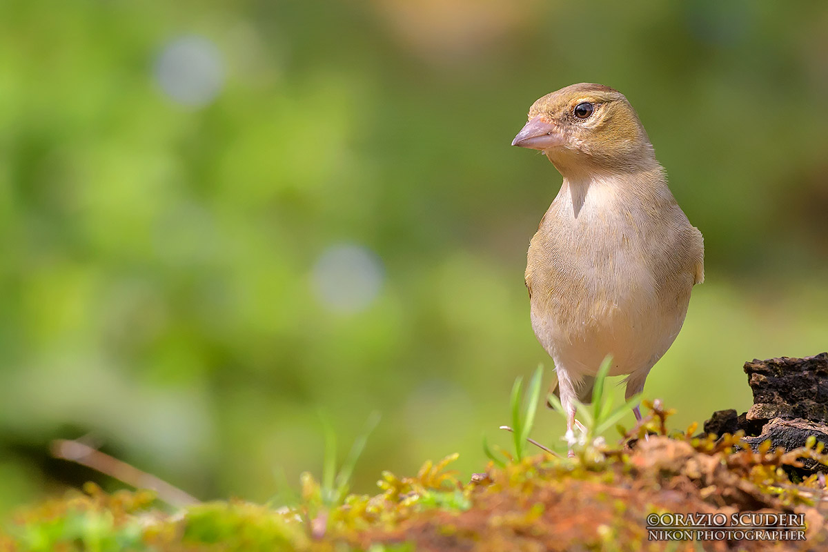 Fringilla coelebs
