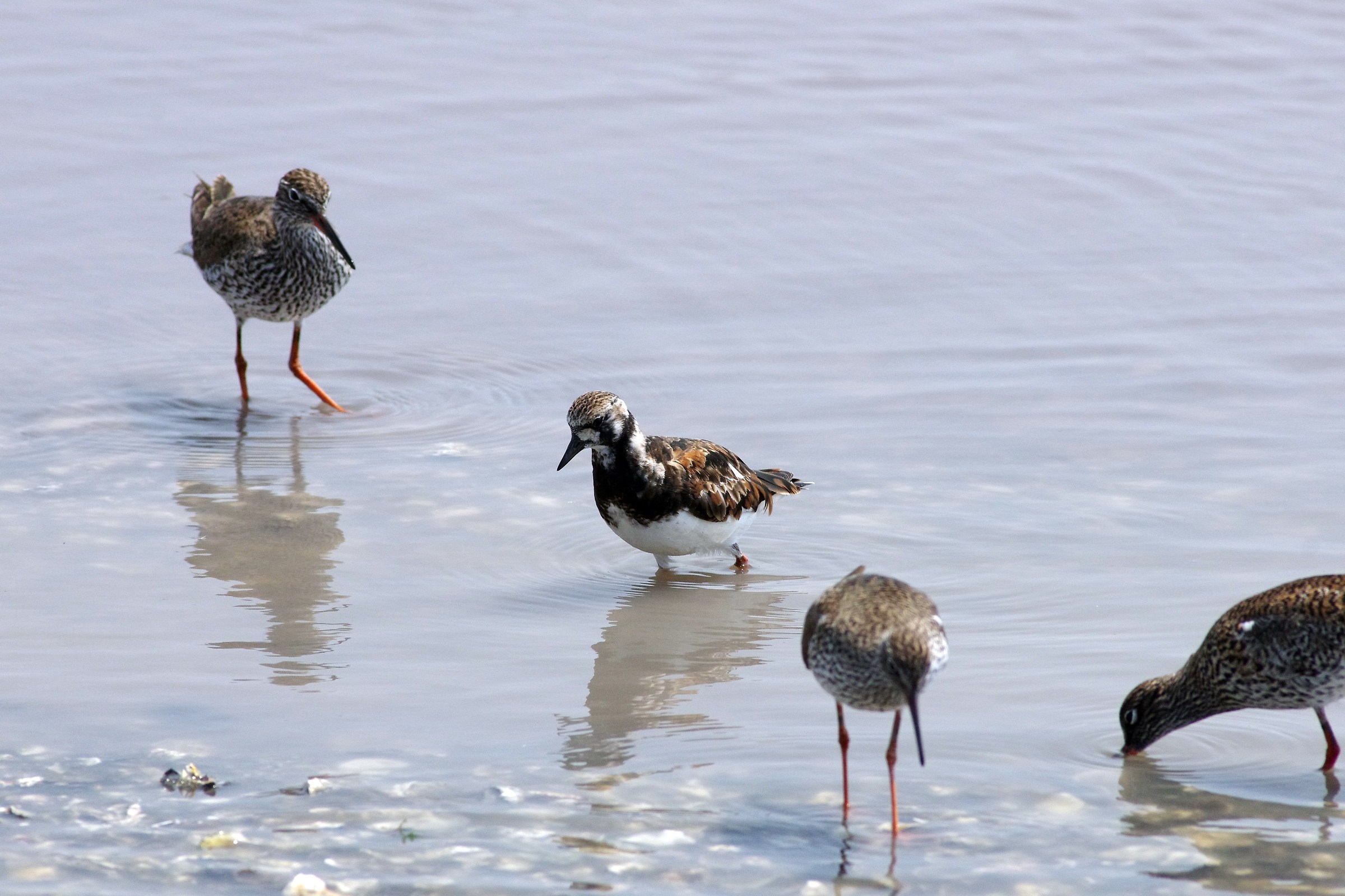 Ruddy Turnstone